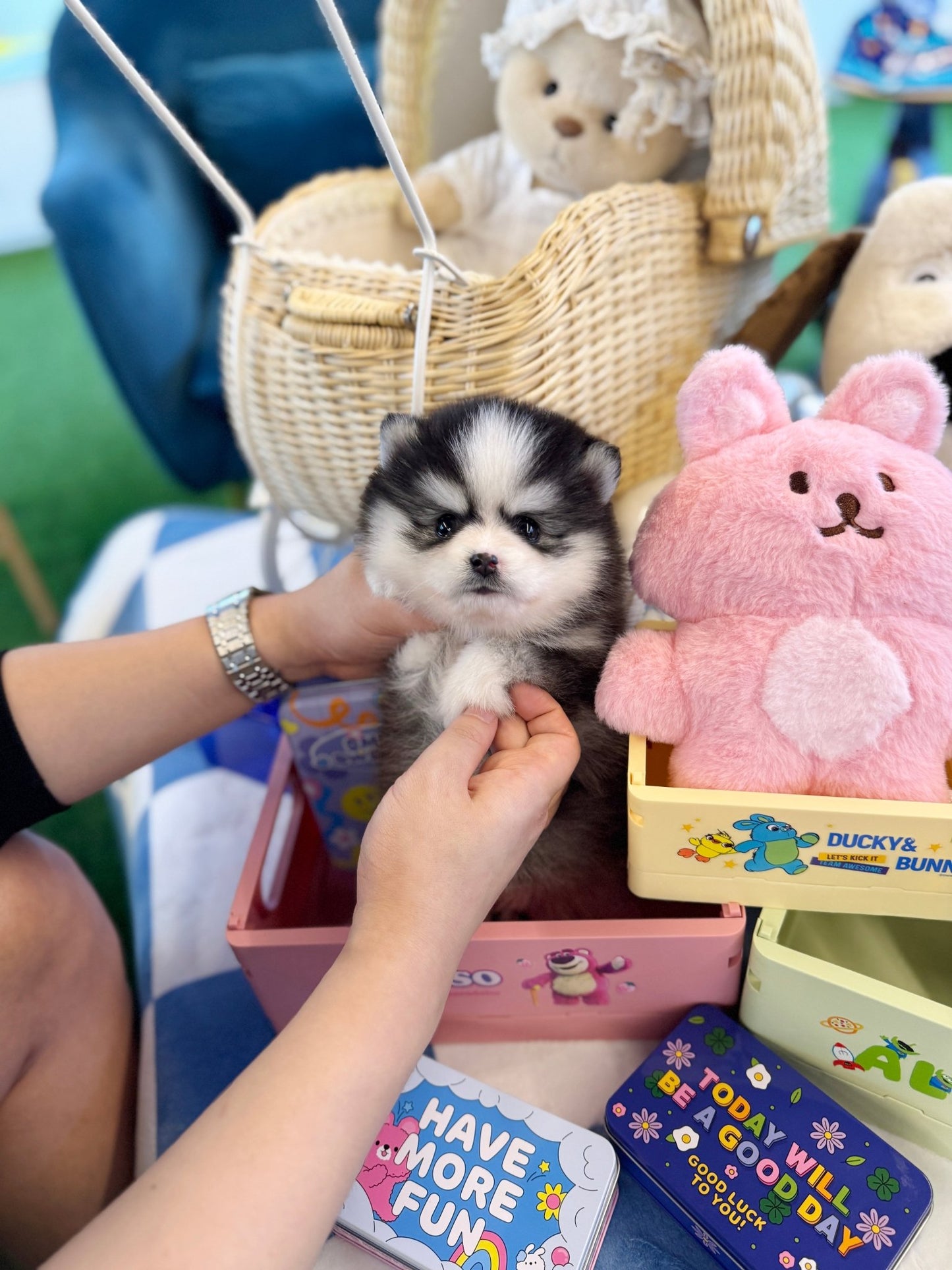 Pomsky - Meilna(Female) - Beautiful puppy teacup puppy with adorable features available for adoption from Velydog