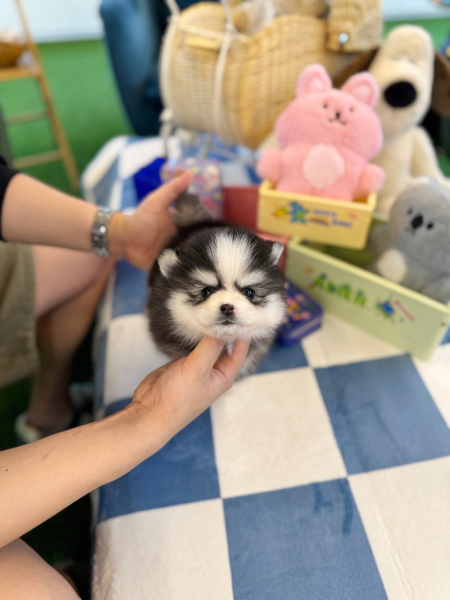 Pomsky - Meilna(Female) - Beautiful puppy teacup puppy with adorable features available for adoption from Velydog