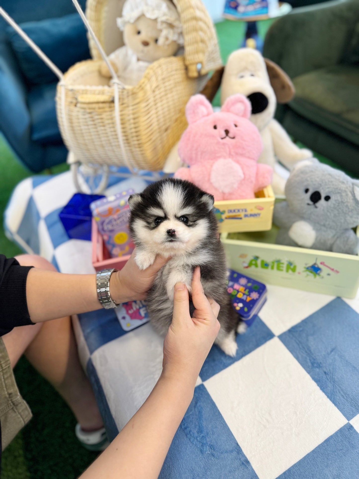 Pomsky - Meilna(Female) - Beautiful puppy teacup puppy with adorable features available for adoption from Velydog