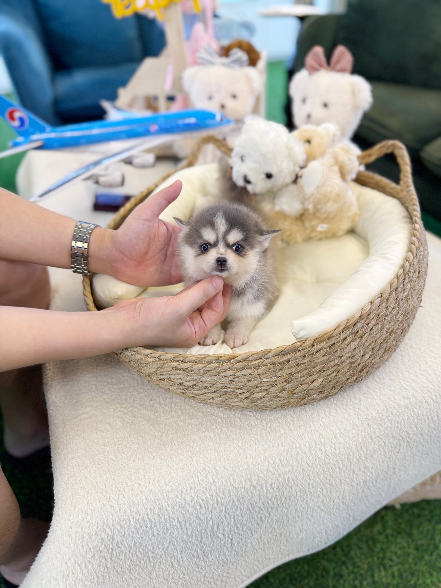 Pomsky - Roopa(Male) - Beautiful puppy teacup puppy with adorable features available for adoption from Velydog