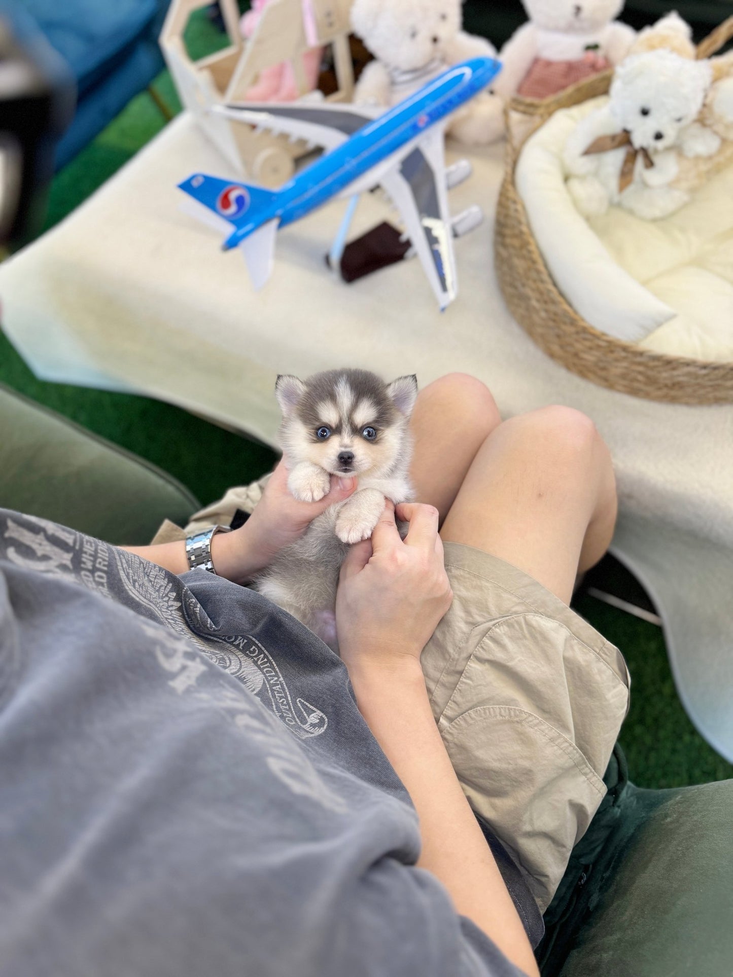 Pomsky - Roopa(Male) - Beautiful puppy teacup puppy with adorable features available for adoption from Velydog