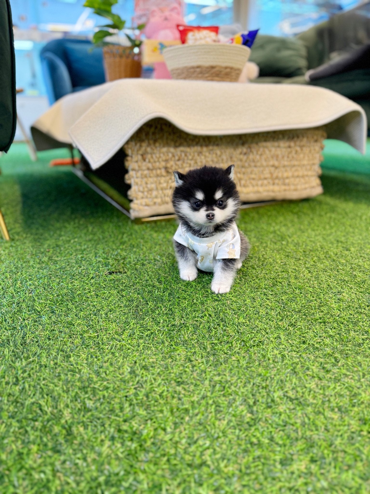 Pomsky - Roti(Female) - Beautiful puppy teacup puppy with adorable features available for adoption from Velydog