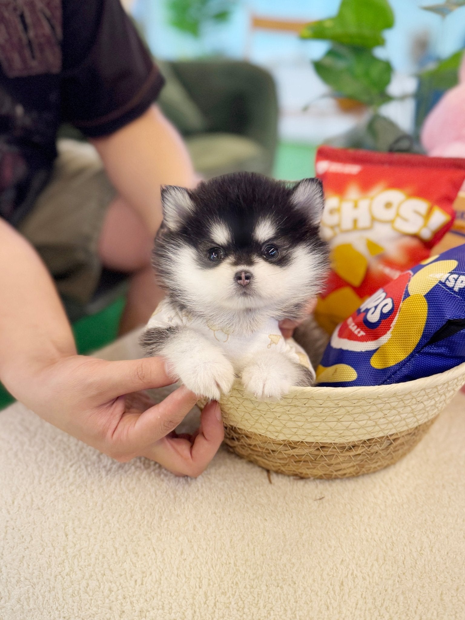 Pomsky - Roti(Female) - Beautiful puppy teacup puppy with adorable features available for adoption from Velydog