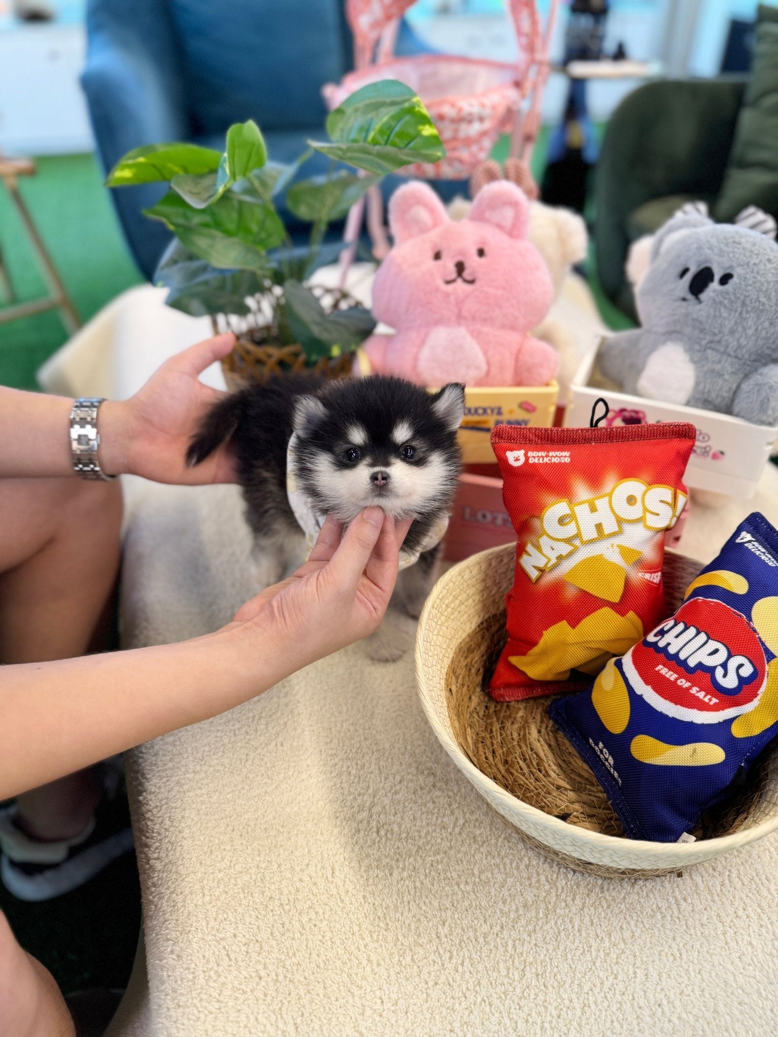 Pomsky - Roti(Female) - Beautiful puppy teacup puppy with adorable features available for adoption from Velydog