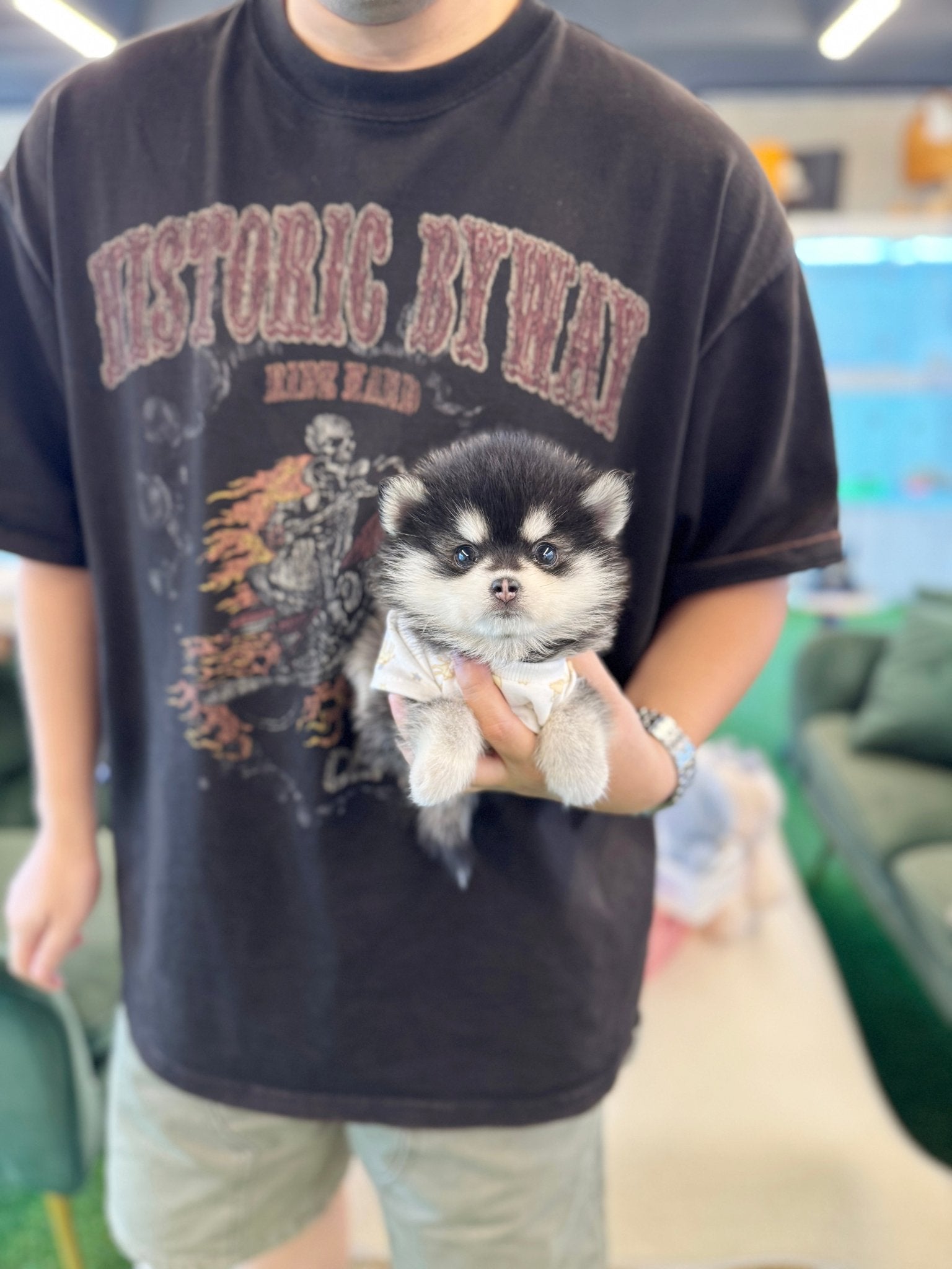 Pomsky - Roti(Female) - Beautiful puppy teacup puppy with adorable features available for adoption from Velydog