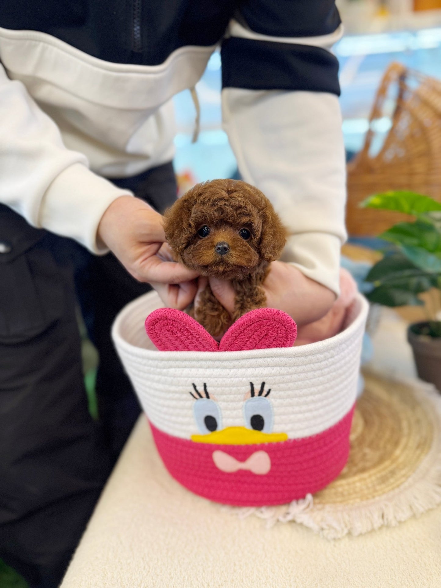 Poodle - Babam(Male) - Beautiful puppy teacup puppy with adorable features available for adoption from Velydog
