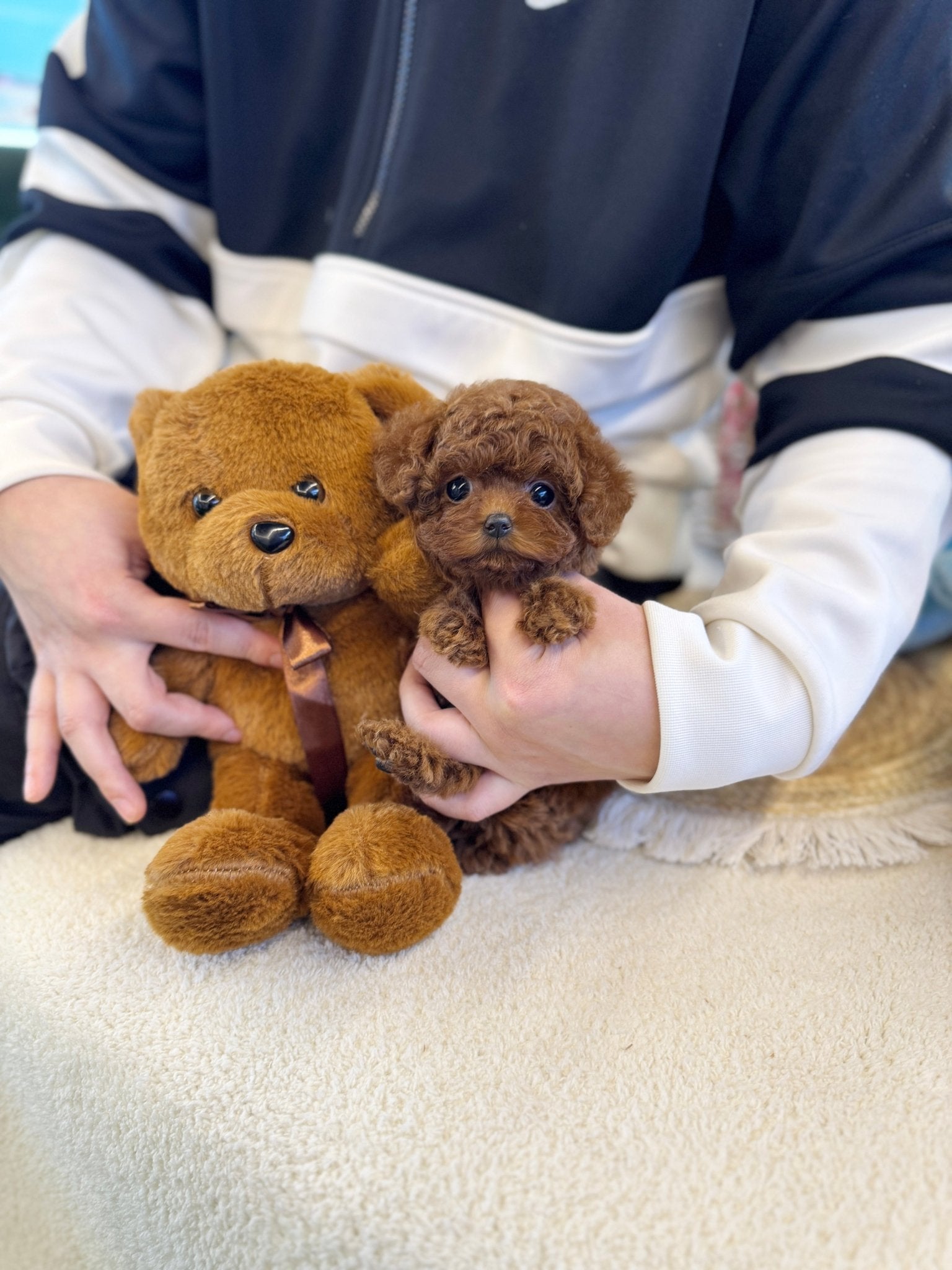 Poodle - Babam(Male) - Beautiful puppy teacup puppy with adorable features available for adoption from Velydog