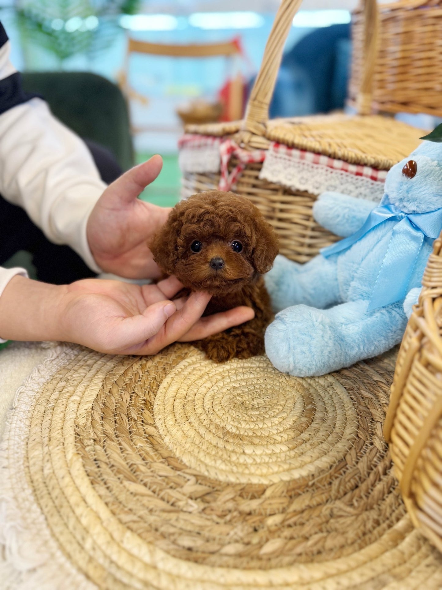 Poodle - Babam(Male) - Beautiful puppy teacup puppy with adorable features available for adoption from Velydog