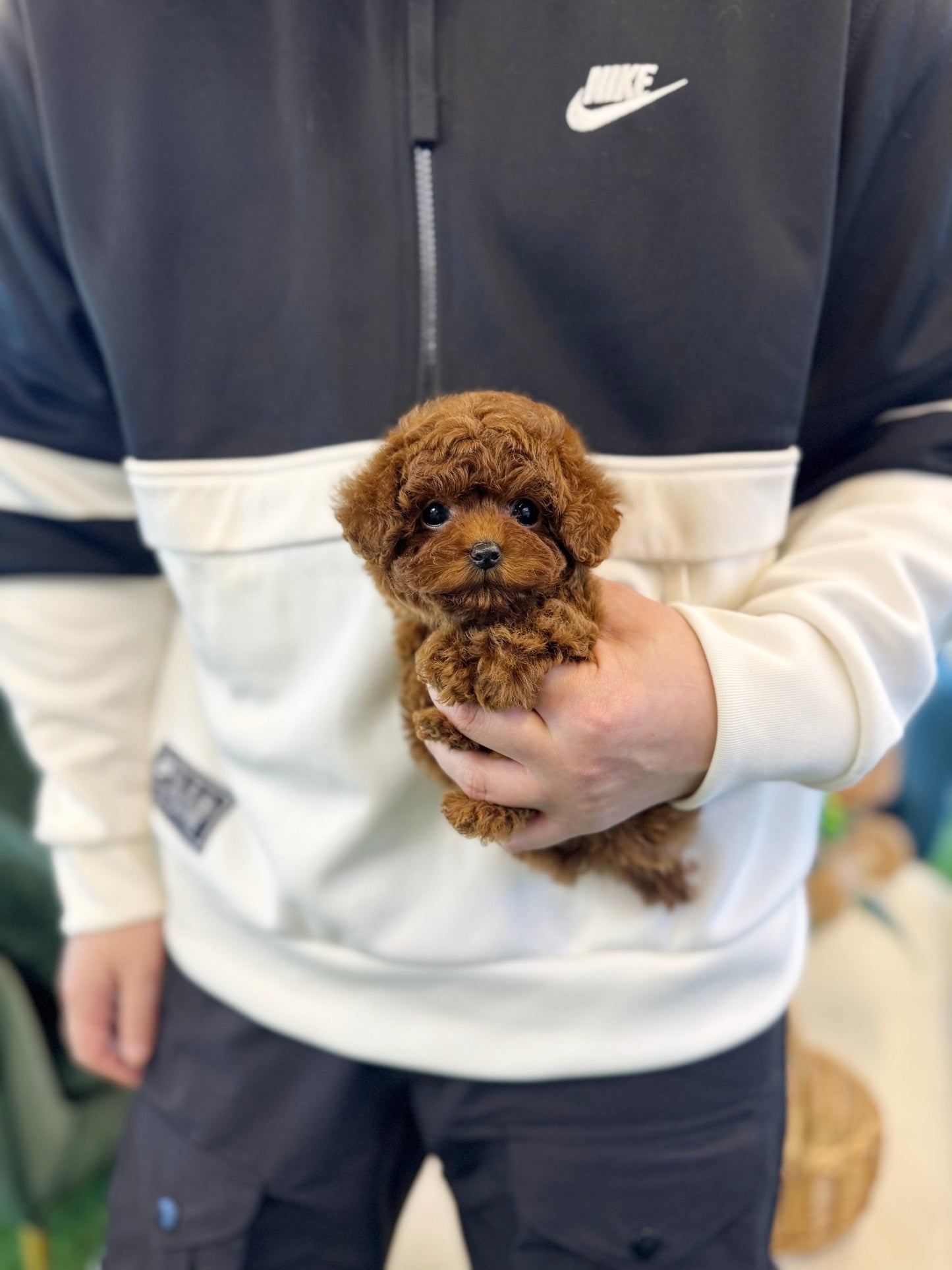 Poodle - Babam(Male) - Beautiful puppy teacup puppy with adorable features available for adoption from Velydog