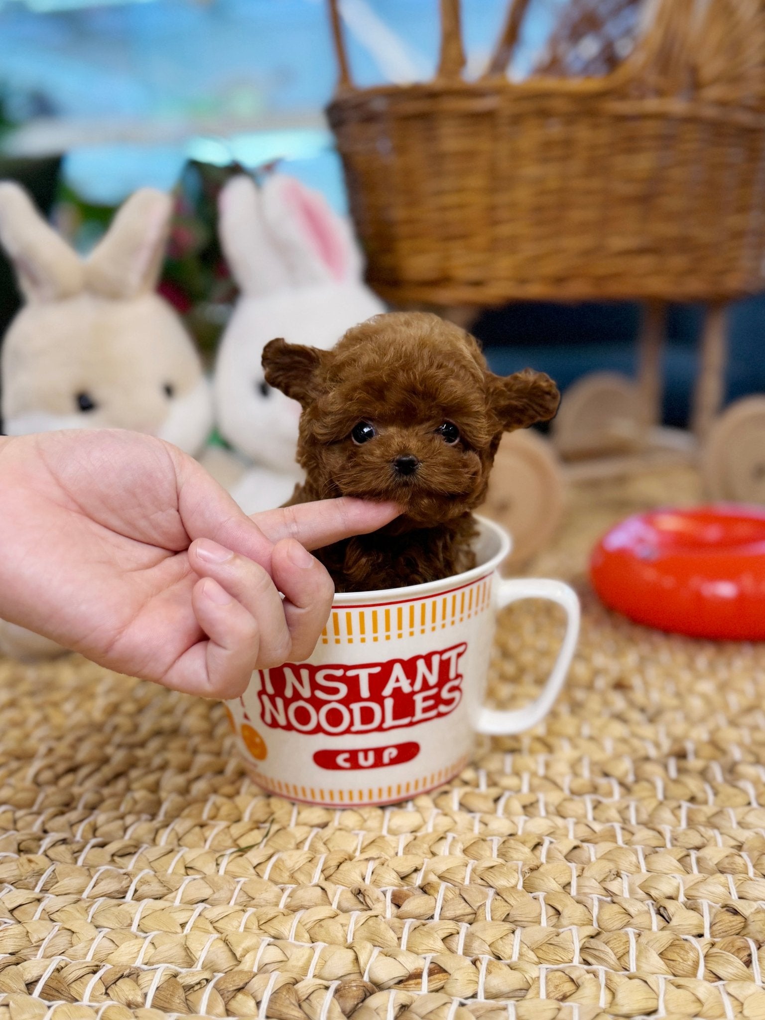 Poodle - Bambee(Female) - Beautiful puppy teacup puppy with adorable features available for adoption from Velydog