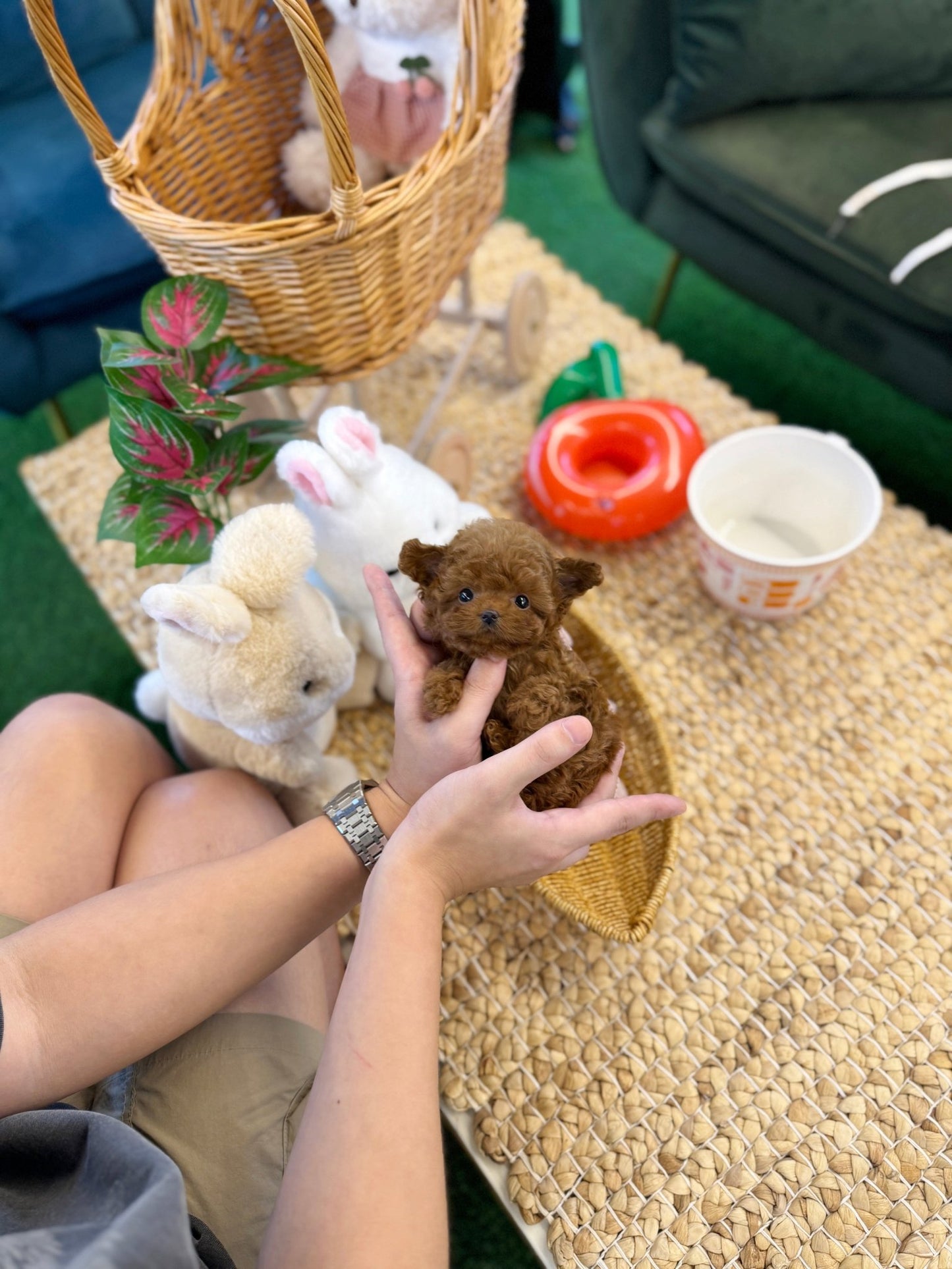 Poodle - Bambee(Female) - Beautiful puppy teacup puppy with adorable features available for adoption from Velydog