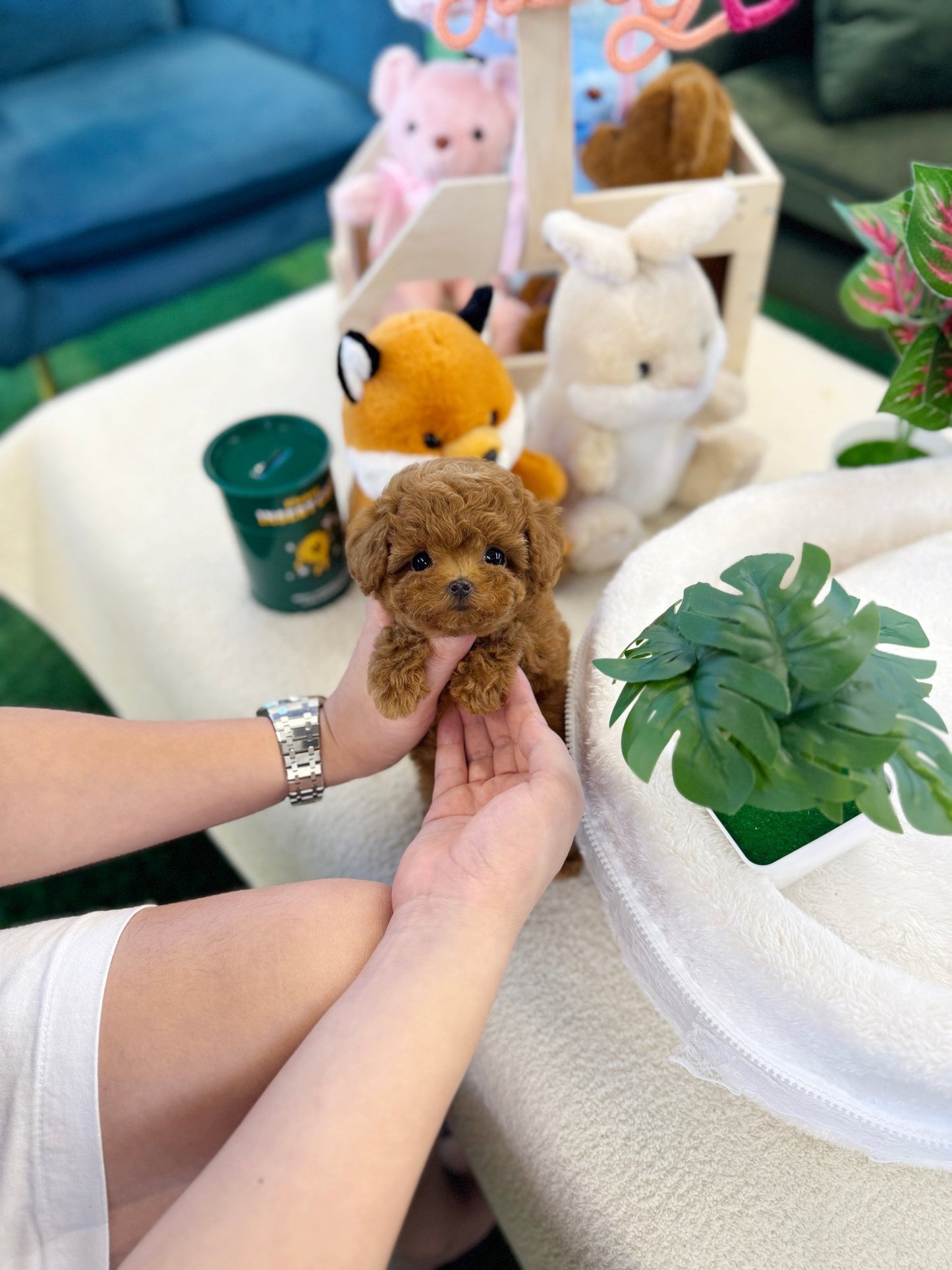 Poodle - Celo(Female) - Beautiful puppy teacup puppy with adorable features available for adoption from Velydog