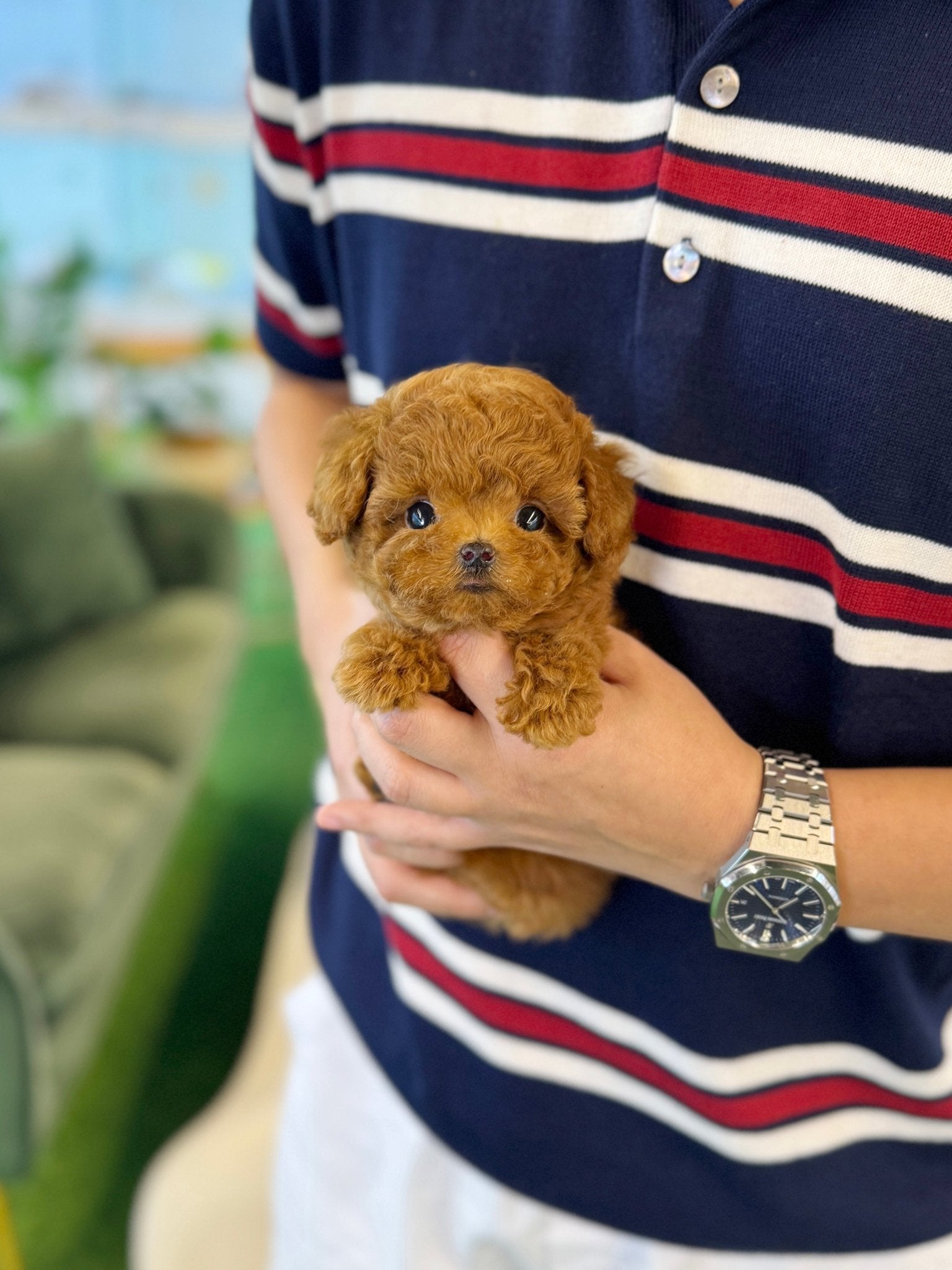 Mini Teacup Micro Teacup Poodle Breeders Micro Teacup Poodle