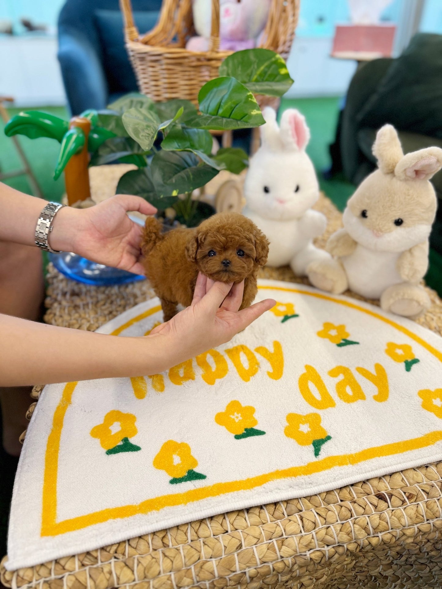 Poodle - Choco(Female) - Beautiful puppy teacup puppy with adorable features available for adoption from Velydog