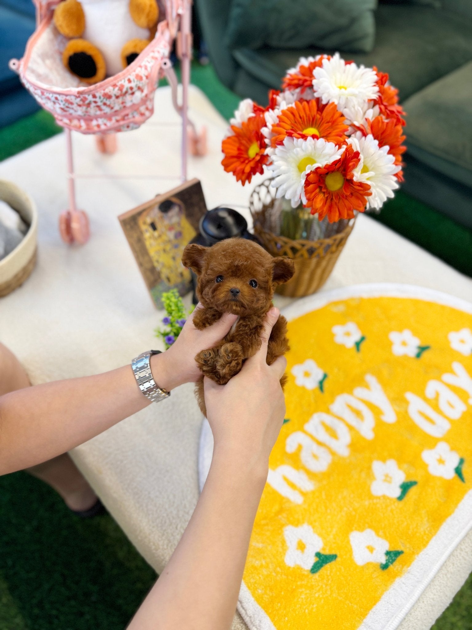 Poodle - Chris(Male) - Beautiful puppy teacup puppy with adorable features available for adoption from Velydog