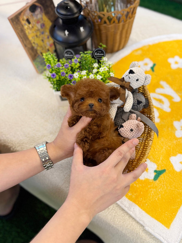 Poodle - Chris(Male) - Beautiful puppy teacup puppy with adorable features available for adoption from Velydog