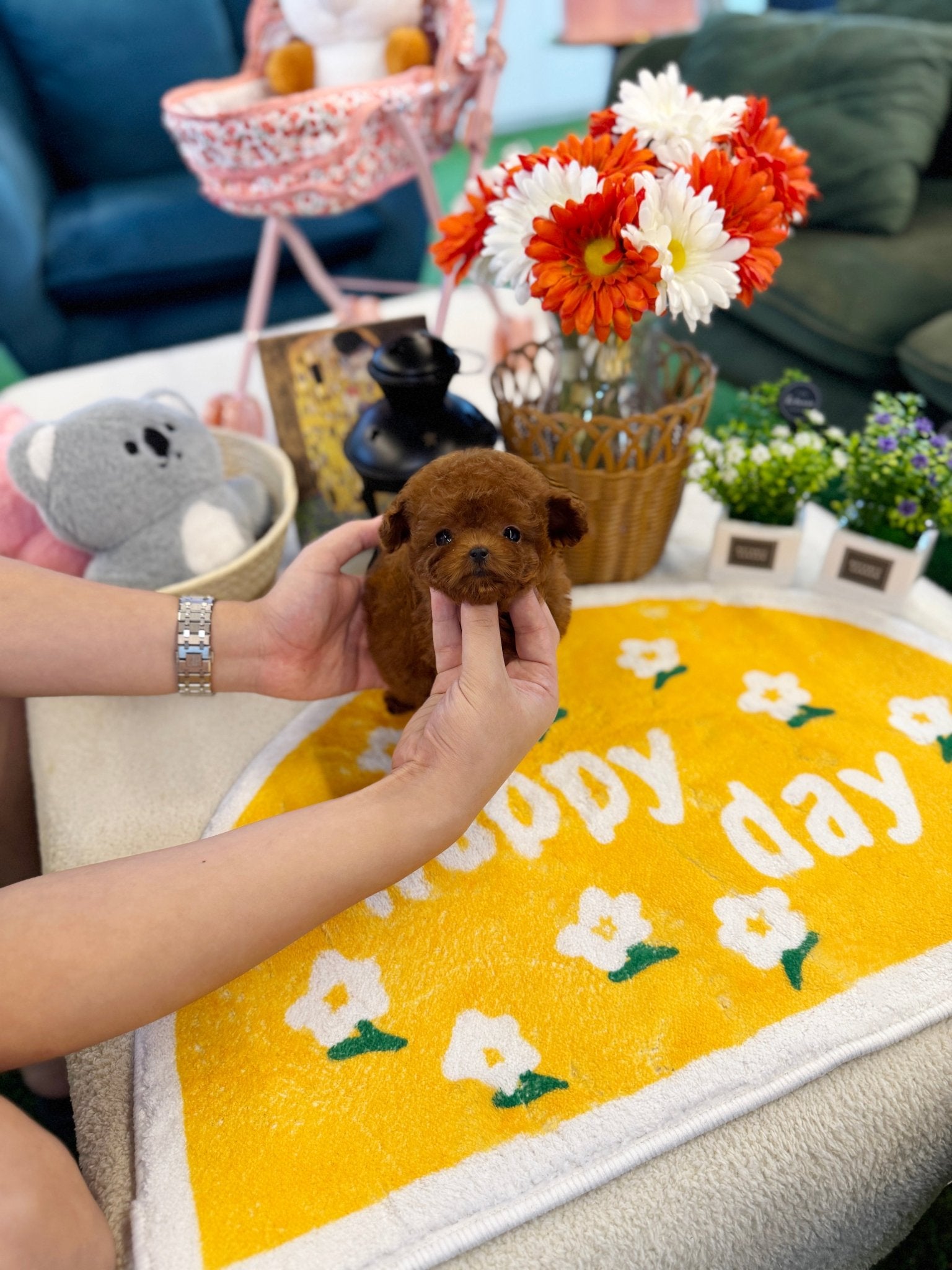 Poodle - Chris(Male) - Beautiful puppy teacup puppy with adorable features available for adoption from Velydog