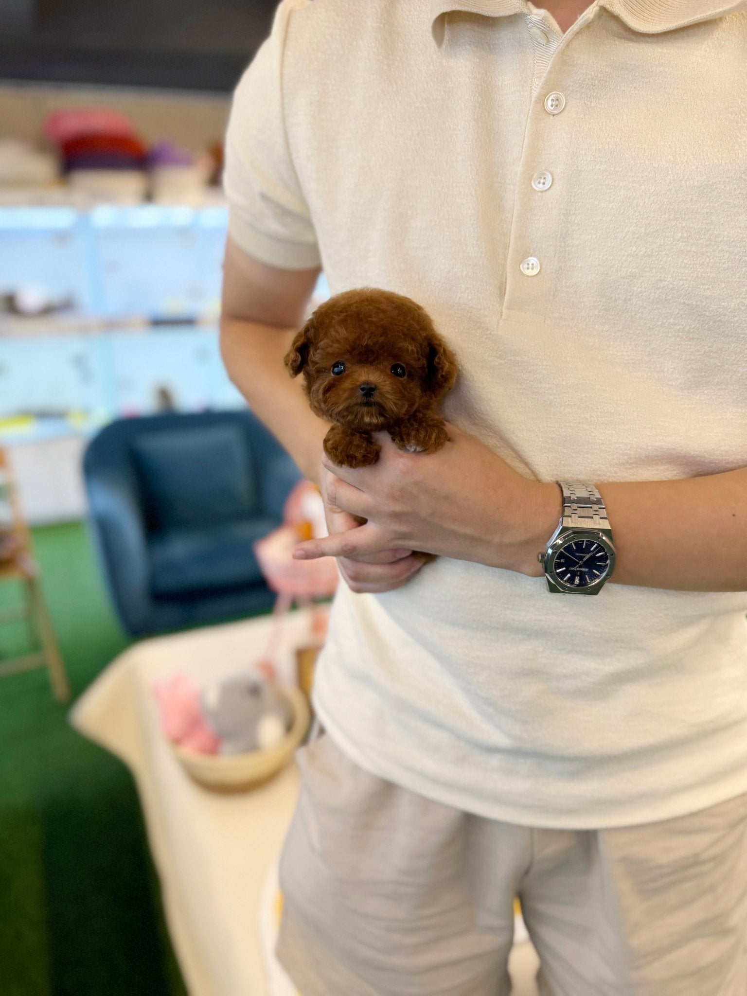 Poodle - Chris(Male) - Beautiful puppy teacup puppy with adorable features available for adoption from Velydog