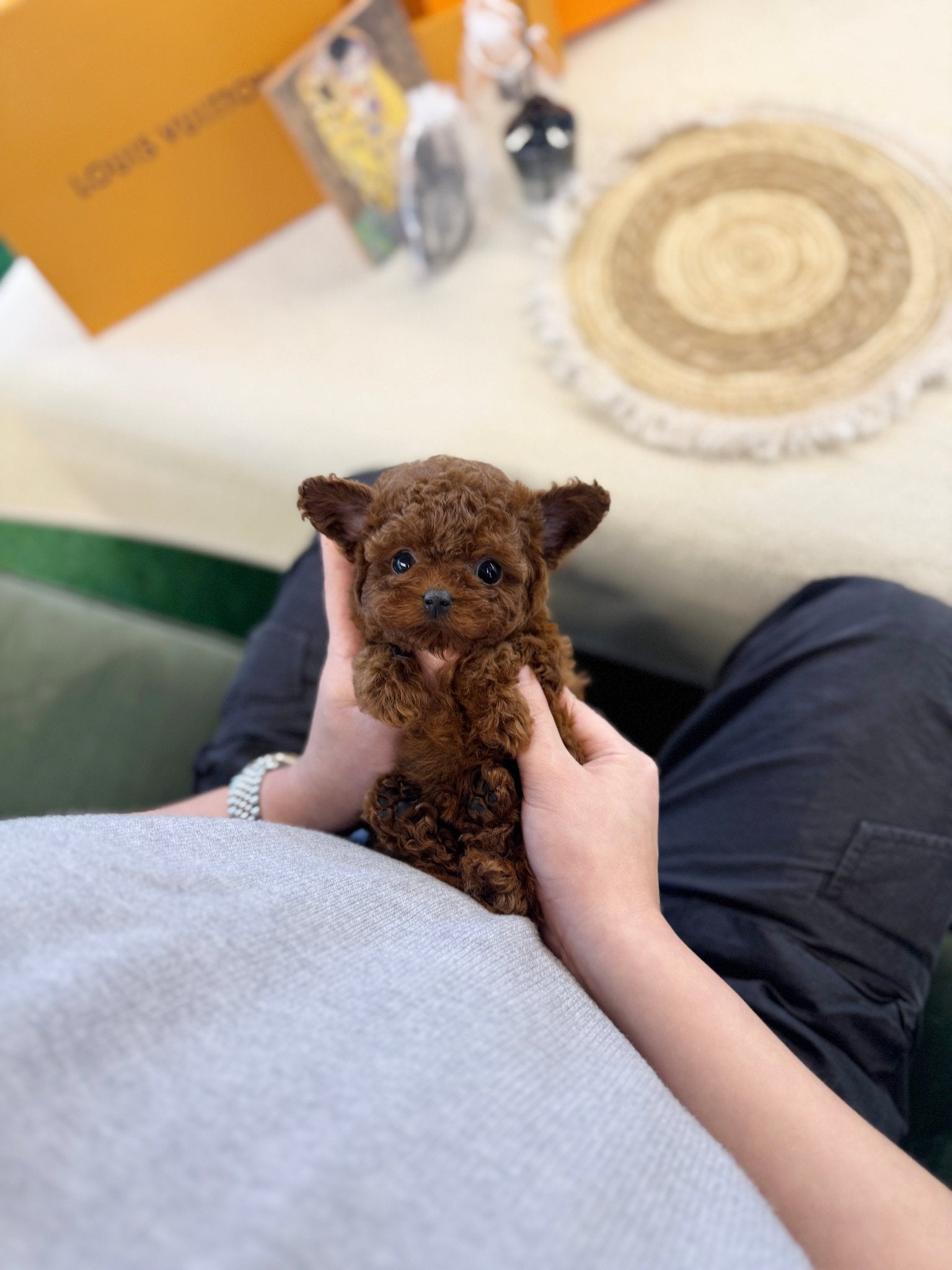 Poodle - Didi(Female) - Beautiful puppy teacup puppy with adorable features available for adoption from Velydog