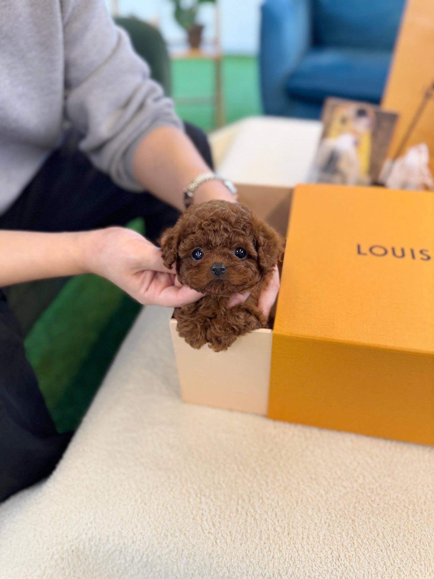 Poodle - Didi(Female) - Beautiful puppy teacup puppy with adorable features available for adoption from Velydog