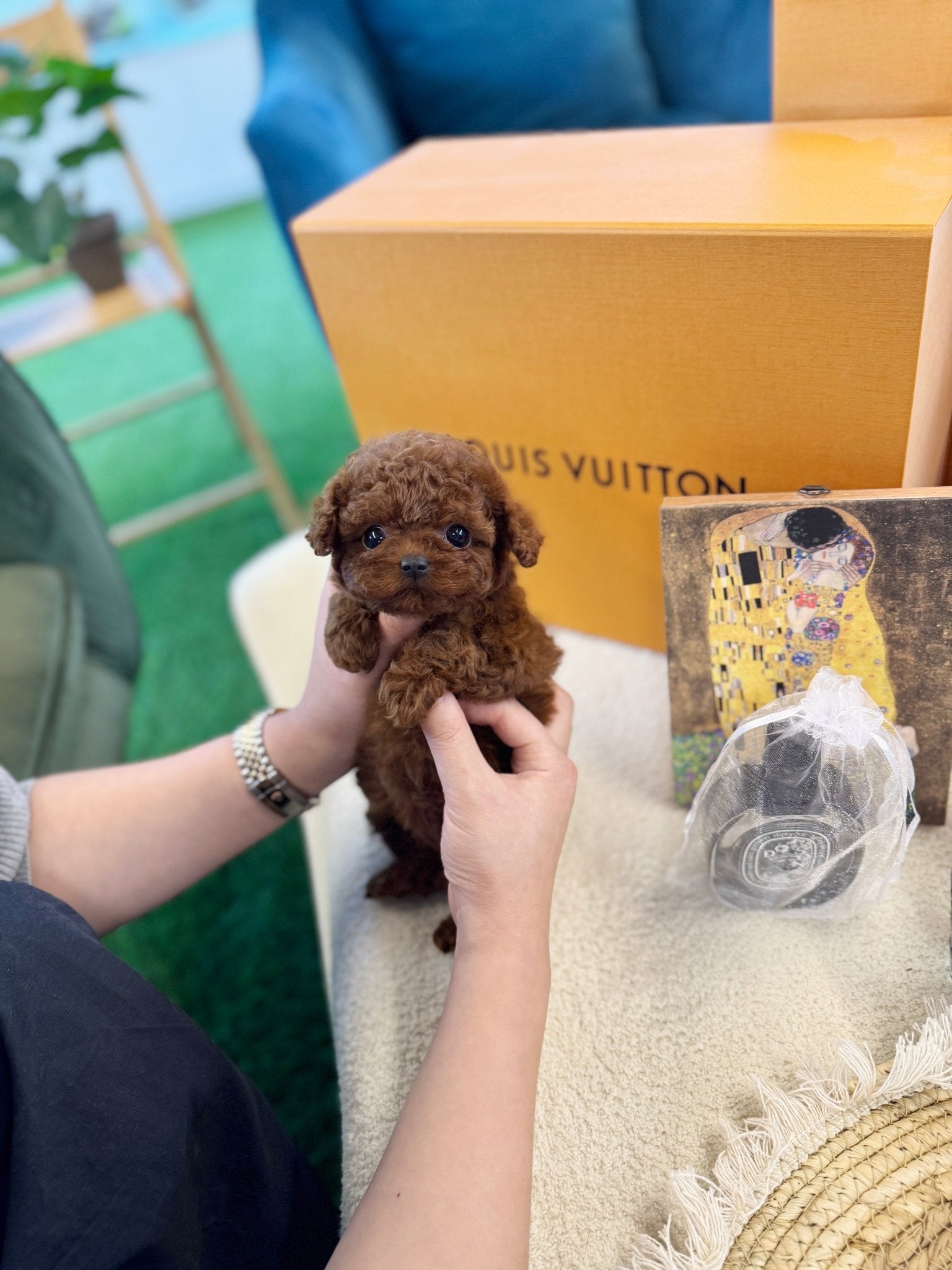 Poodle - Didi(Female) - Beautiful puppy teacup puppy with adorable features available for adoption from Velydog