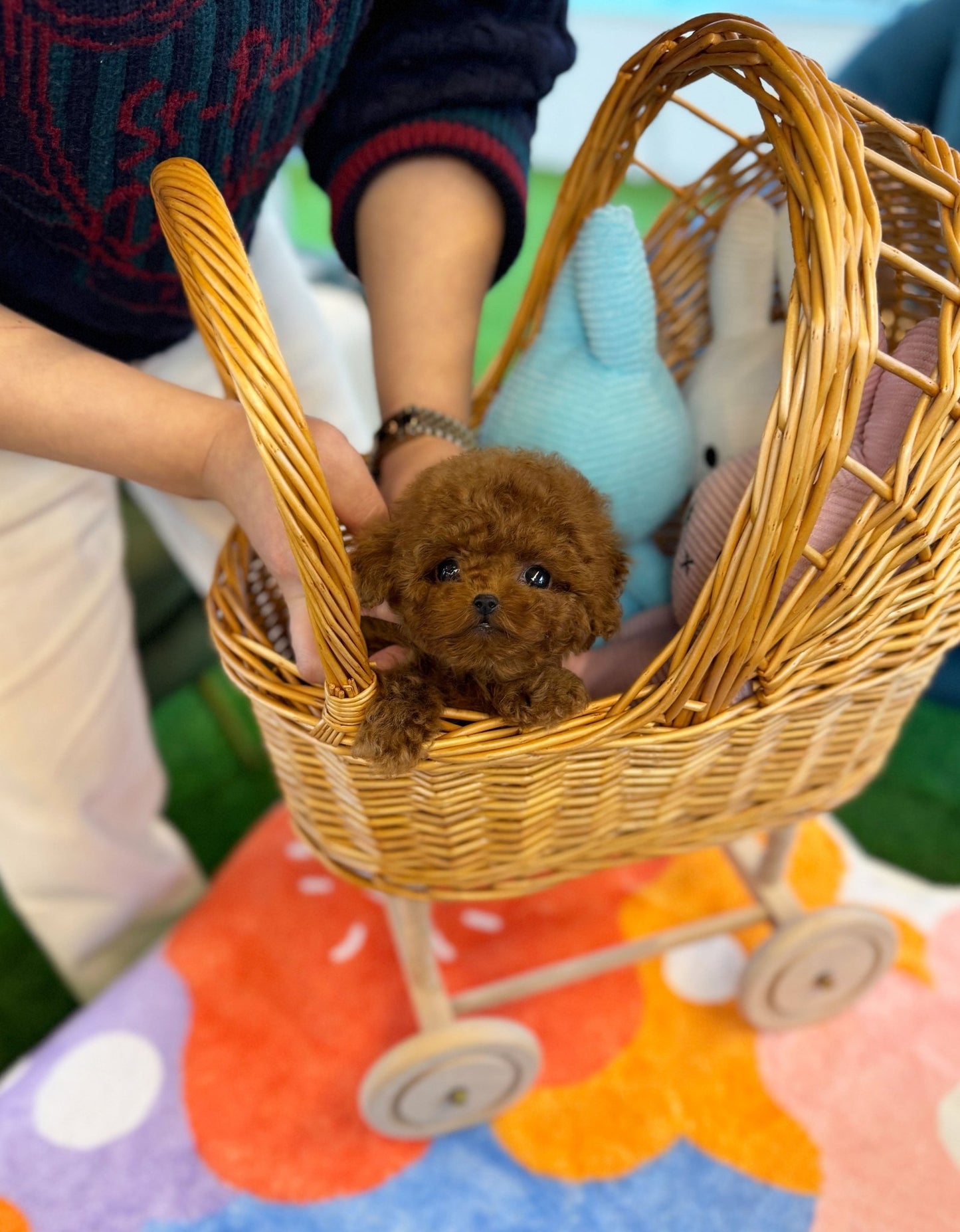 Poodle - Dove(Male) - Beautiful puppy teacup puppy with adorable features available for adoption from Velydog