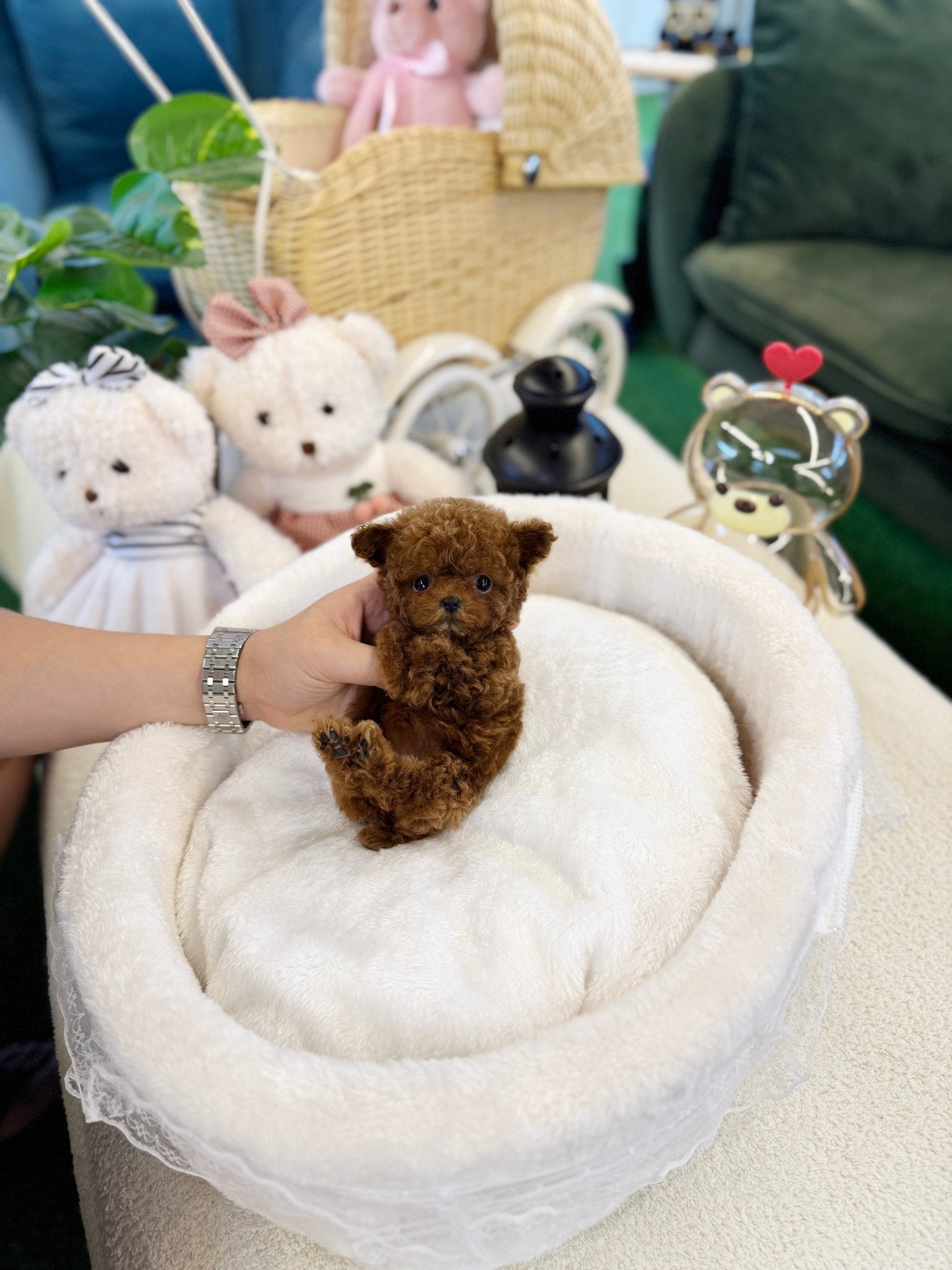 Poodle - Duri(Female) - Beautiful puppy teacup puppy with adorable features available for adoption from Velydog