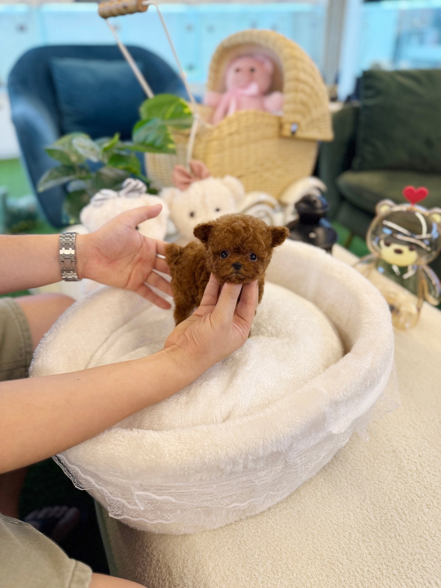 Poodle - Duri(Female) - Beautiful puppy teacup puppy with adorable features available for adoption from Velydog