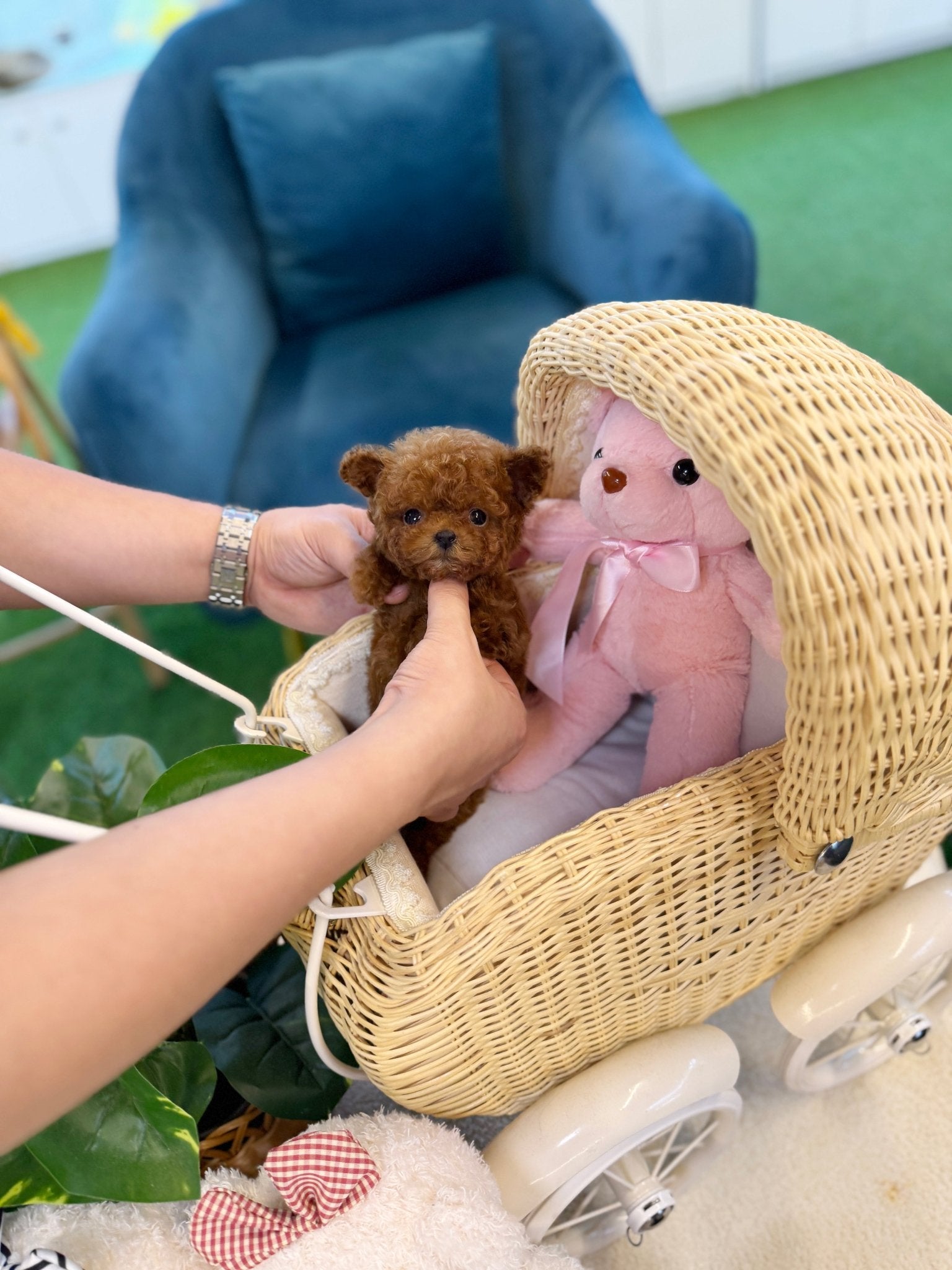 Poodle - Duri(Female) - Beautiful puppy teacup puppy with adorable features available for adoption from Velydog