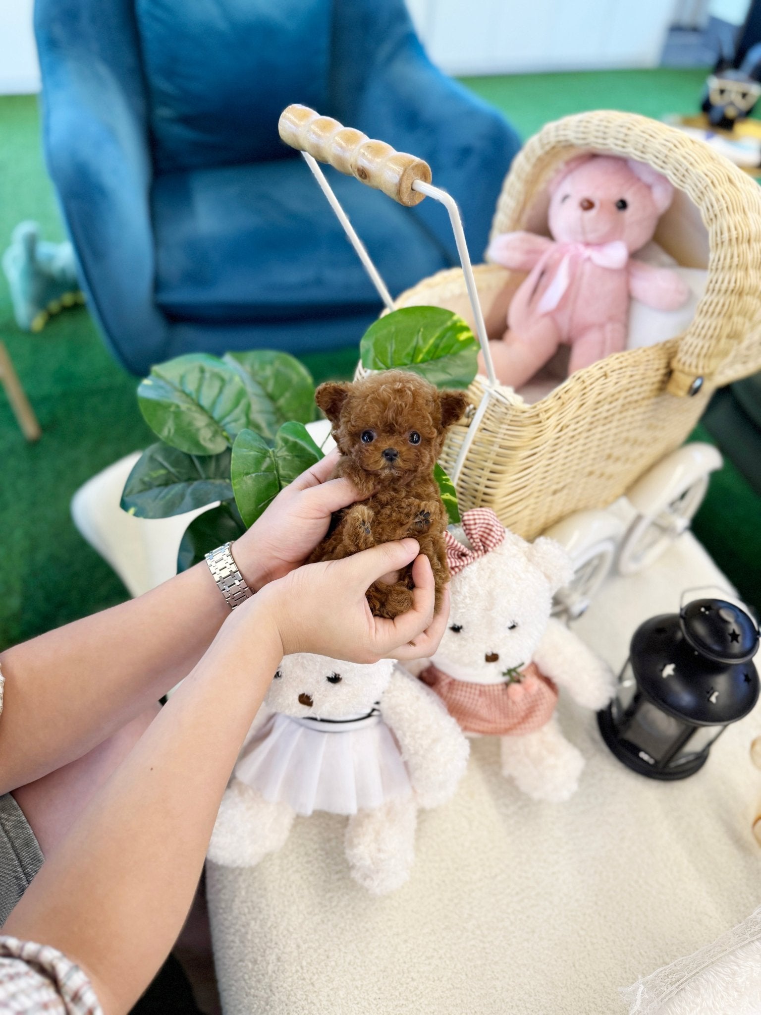 Poodle - Duri(Female) - Beautiful puppy teacup puppy with adorable features available for adoption from Velydog