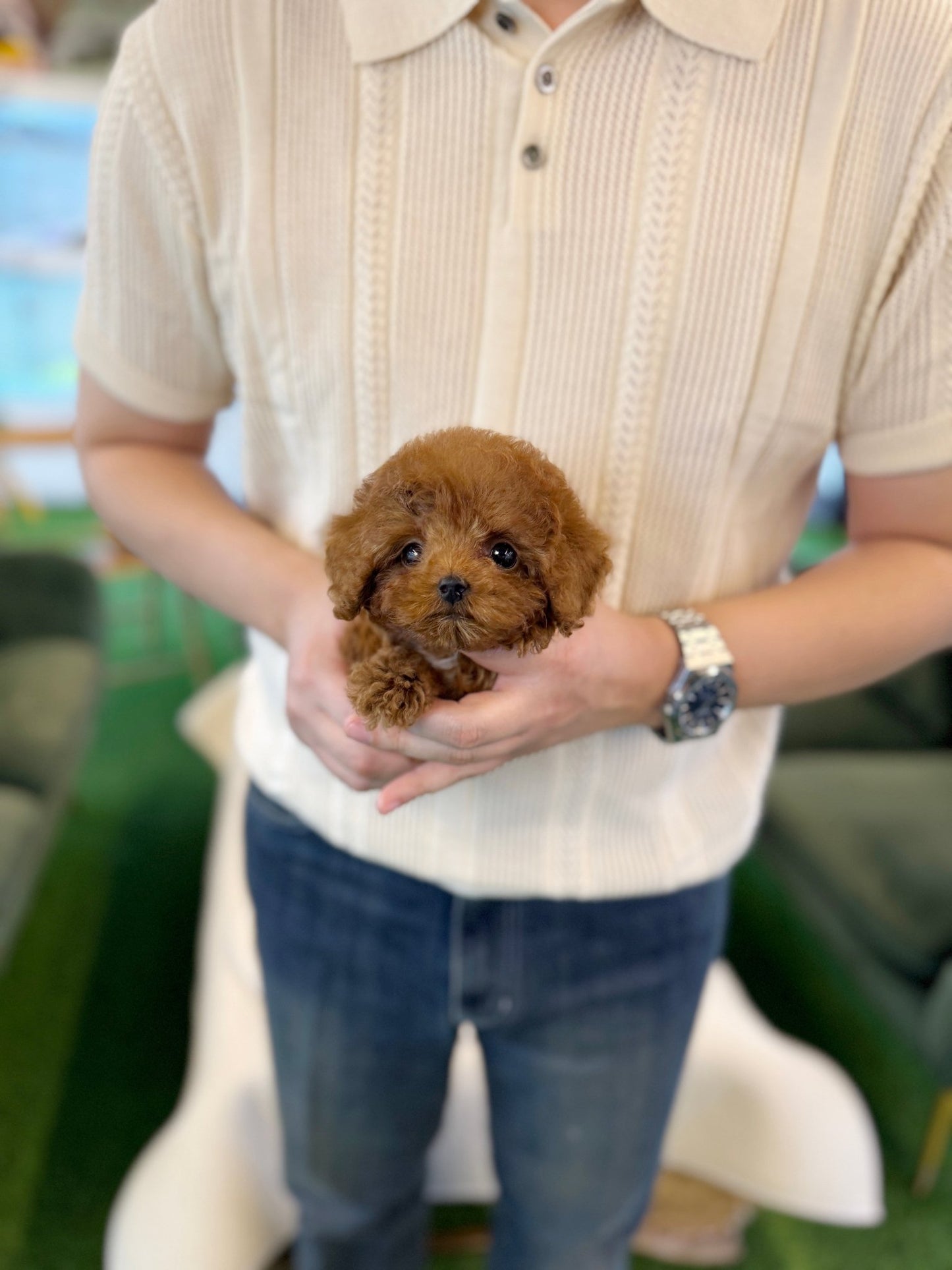 Poodle - Eren(Male) - Beautiful puppy teacup puppy with adorable features available for adoption from Velydog