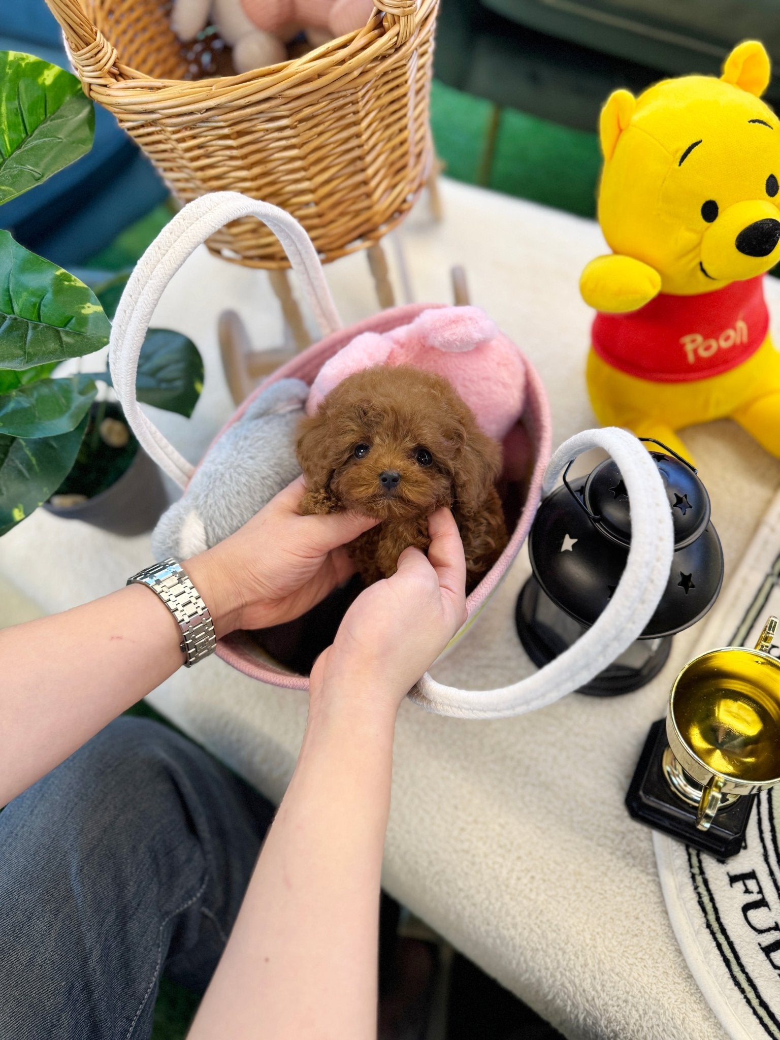 Poodle - Eren(Male) - Beautiful puppy teacup puppy with adorable features available for adoption from Velydog