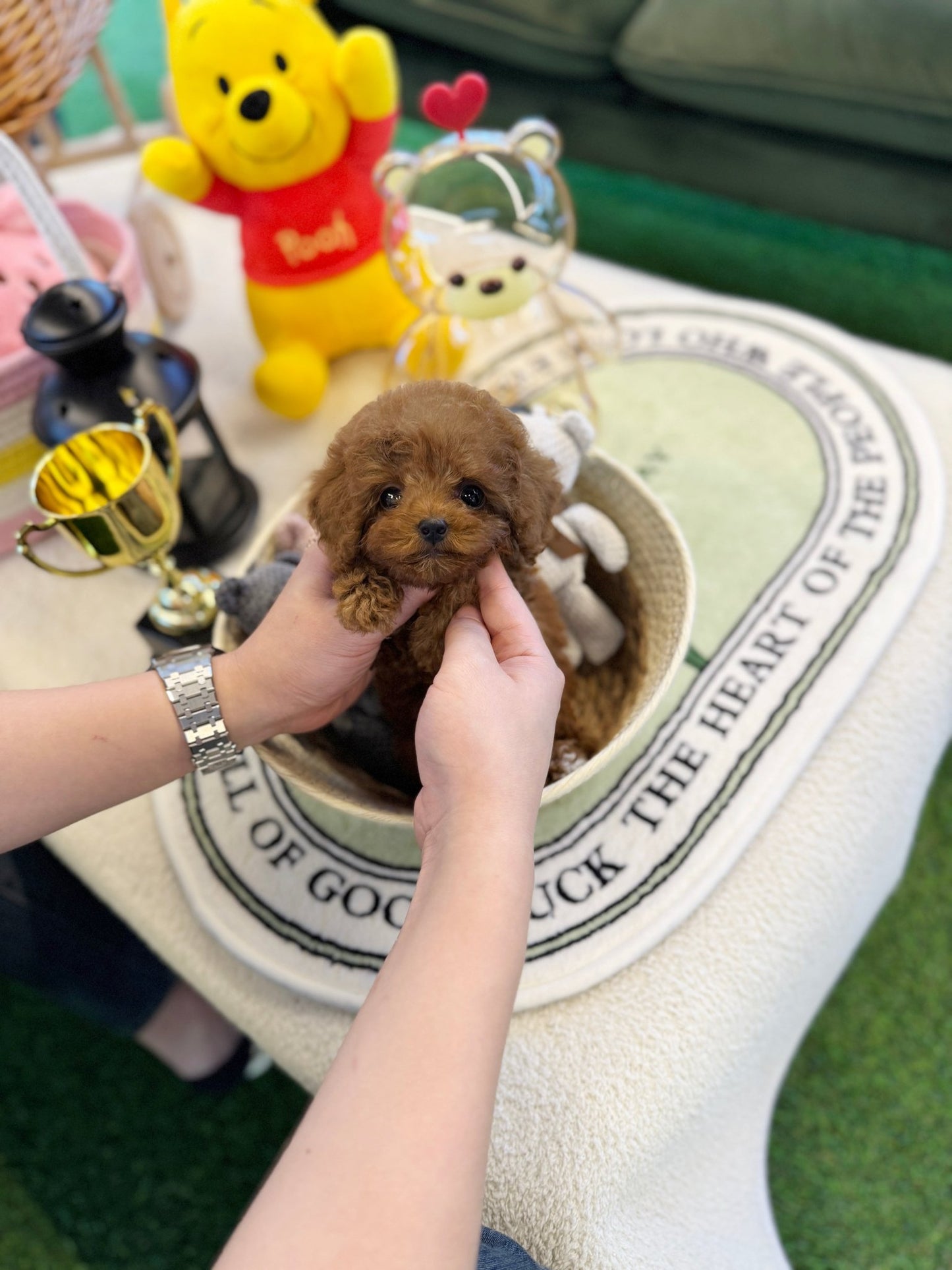 Poodle - Eren(Male) - Beautiful puppy teacup puppy with adorable features available for adoption from Velydog