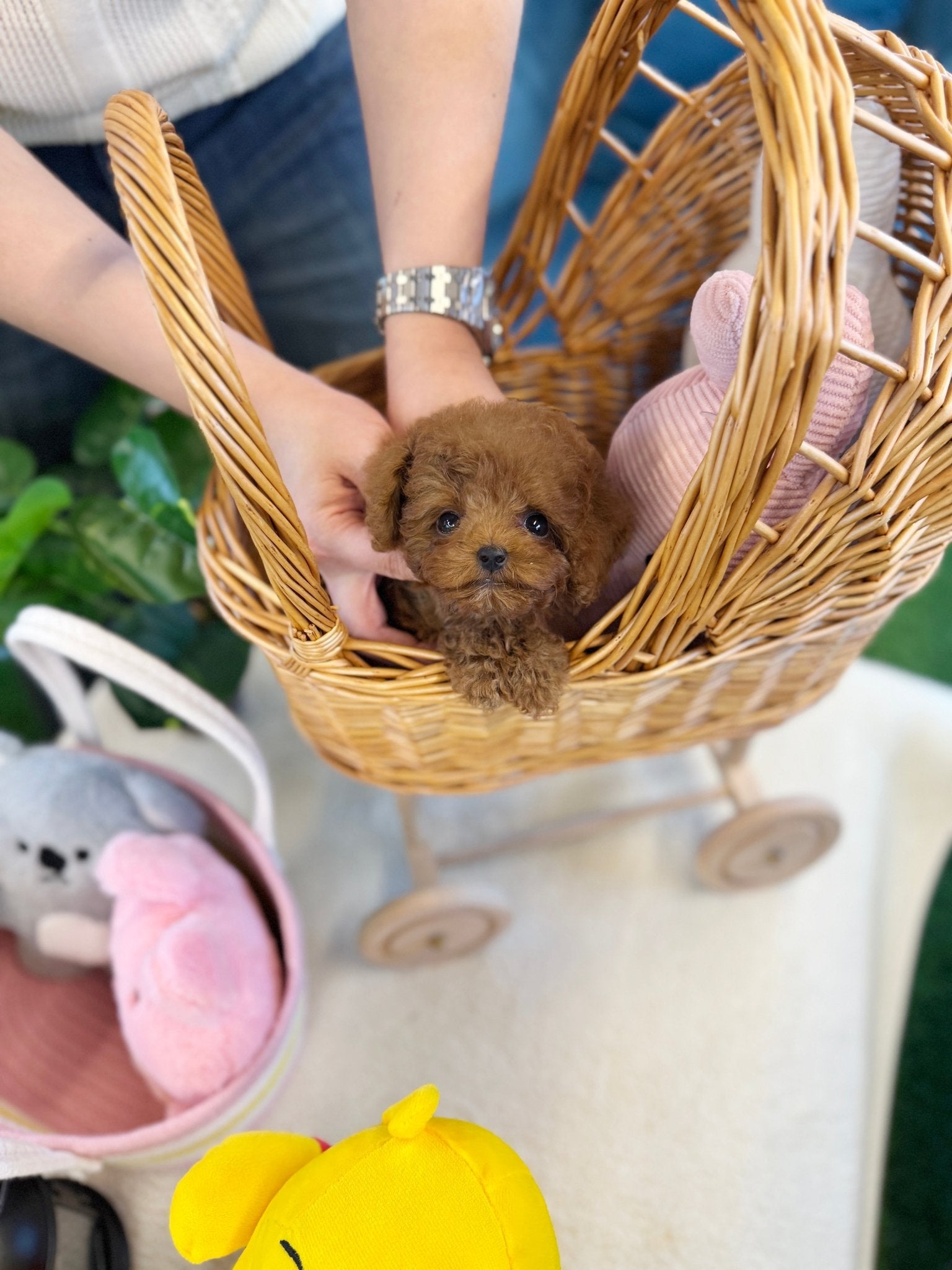 Poodle - Eren(Male) - Beautiful puppy teacup puppy with adorable features available for adoption from Velydog