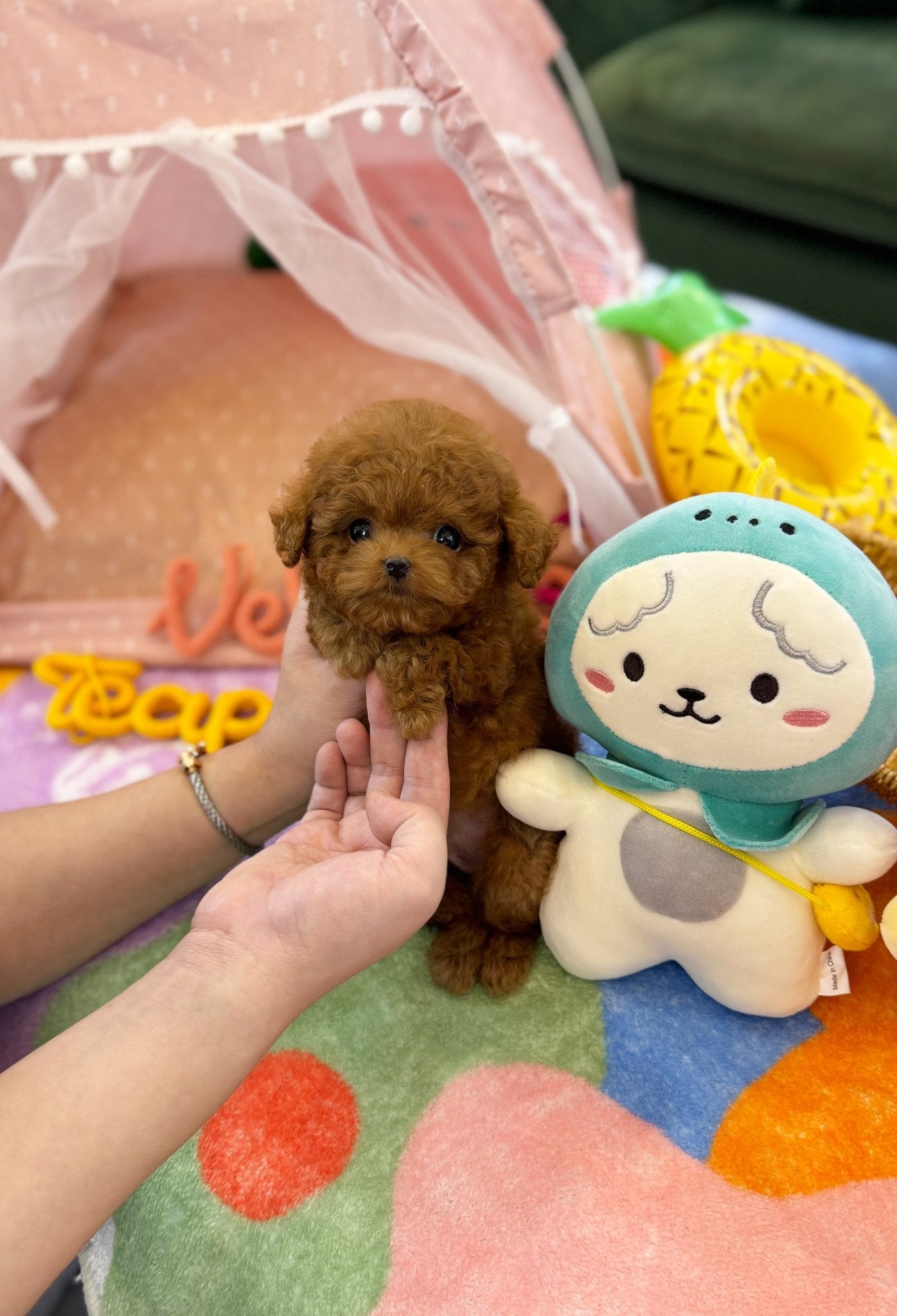 Poodle - Franky(Male) - Beautiful puppy teacup puppy with adorable features available for adoption from Velydog