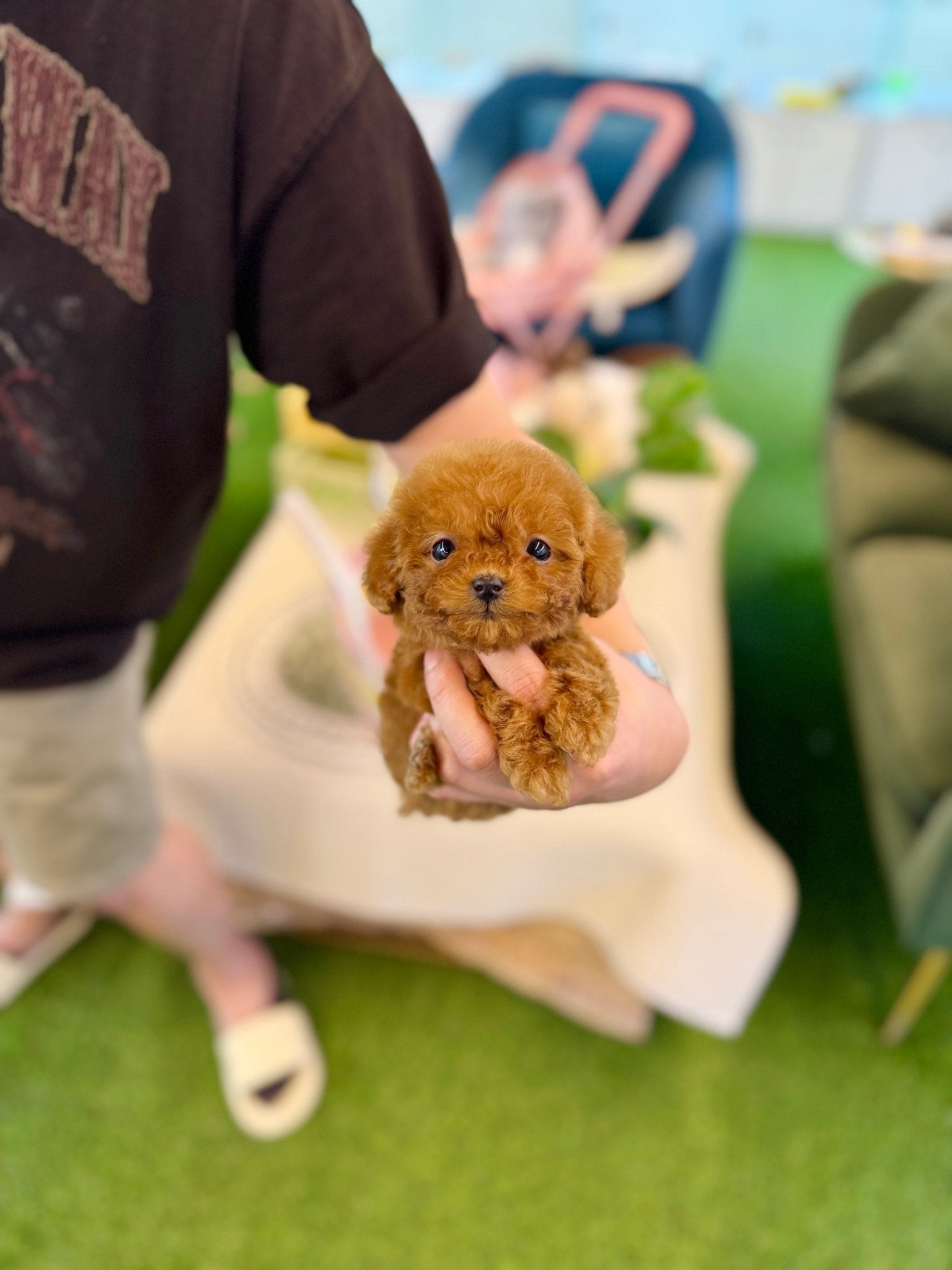 Poodle - Giselle(Female) - Beautiful puppy teacup puppy with adorable features available for adoption from Velydog