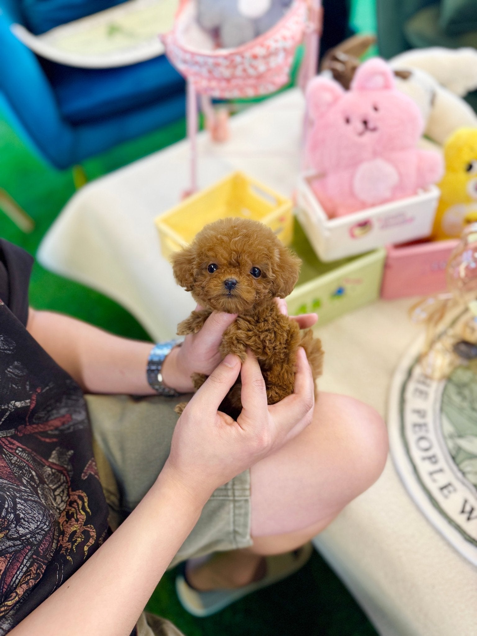 Poodle - Giselle(Female) - Beautiful puppy teacup puppy with adorable features available for adoption from Velydog