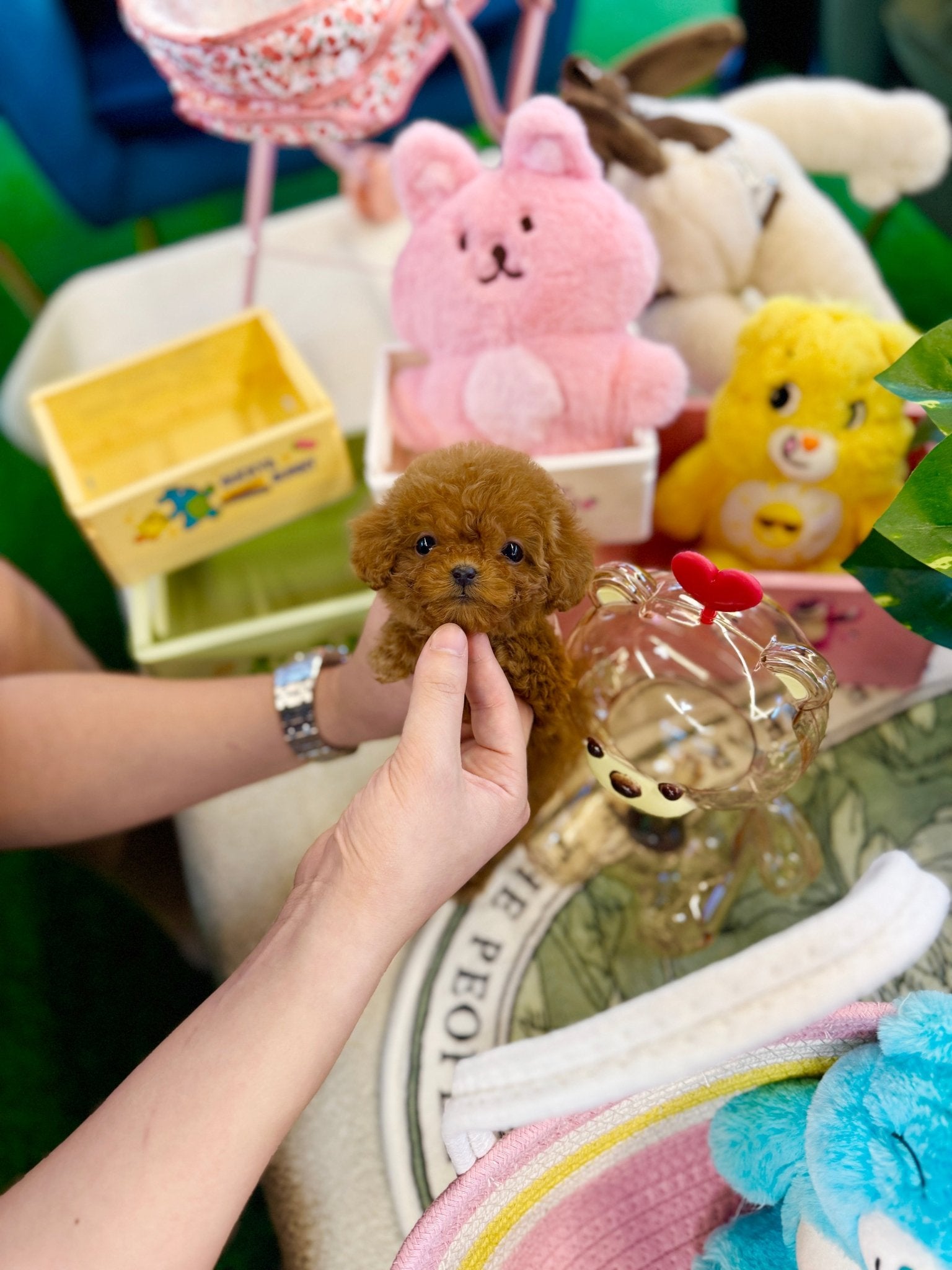 Poodle - Giselle(Female) - Beautiful puppy teacup puppy with adorable features available for adoption from Velydog