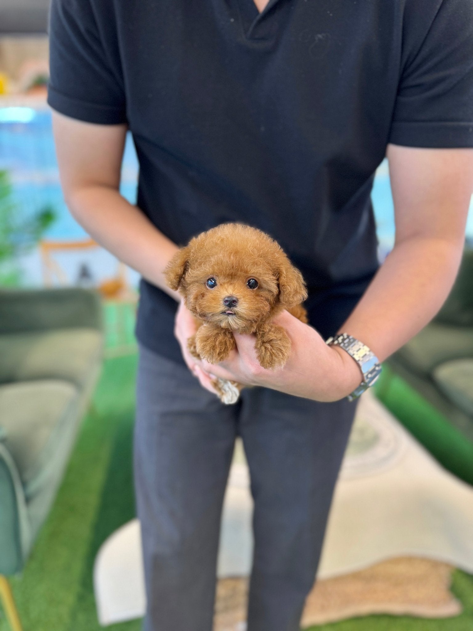 Poodle - Hamong(Female) - Beautiful puppy teacup puppy with adorable features available for adoption from Velydog