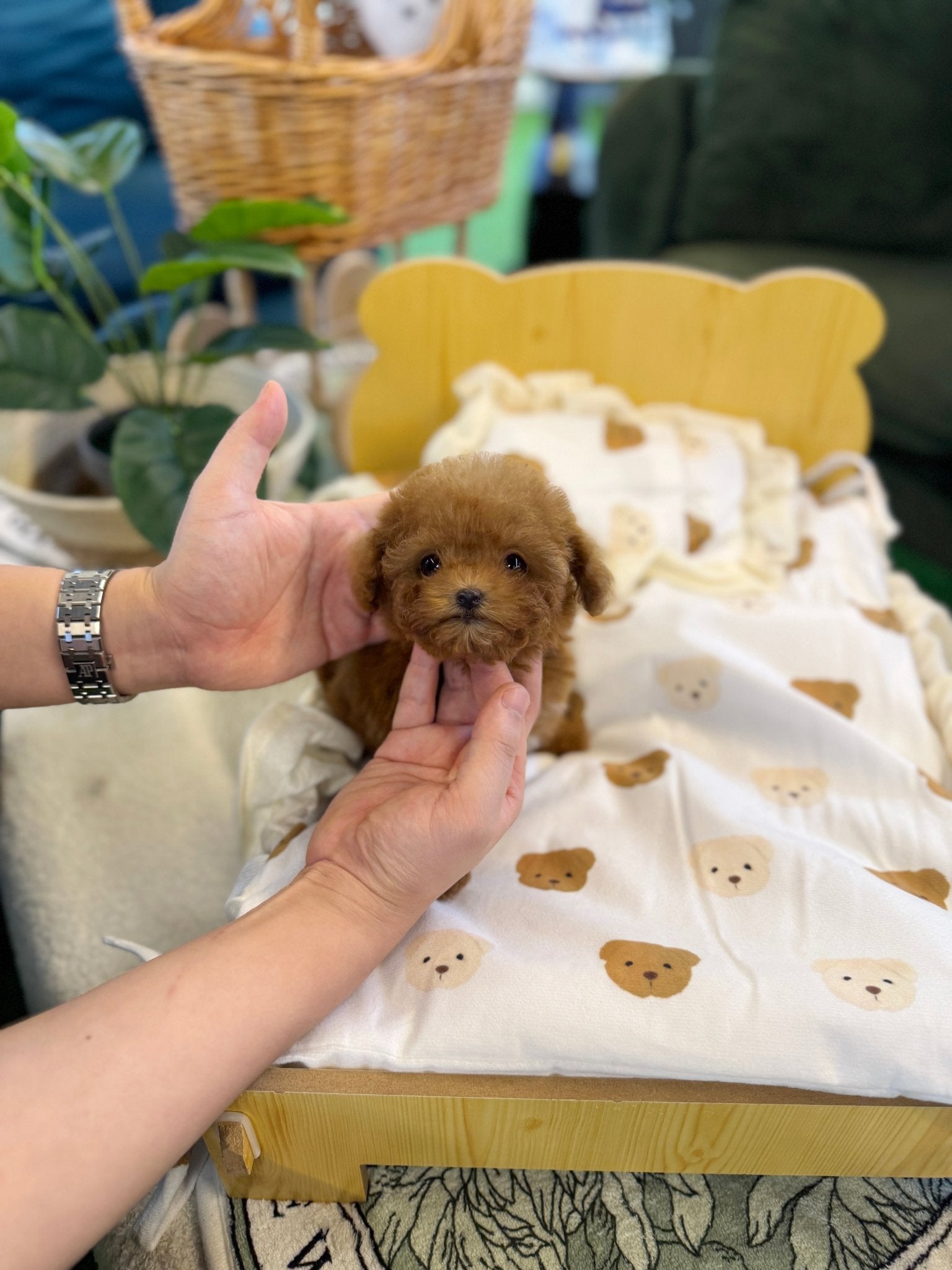 Poodle - Hamong(Female) - Beautiful puppy teacup puppy with adorable features available for adoption from Velydog