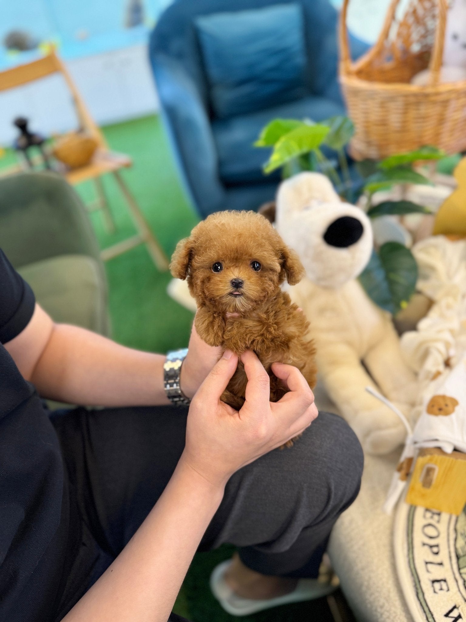 Poodle - Hamong(Female) - Beautiful puppy teacup puppy with adorable features available for adoption from Velydog