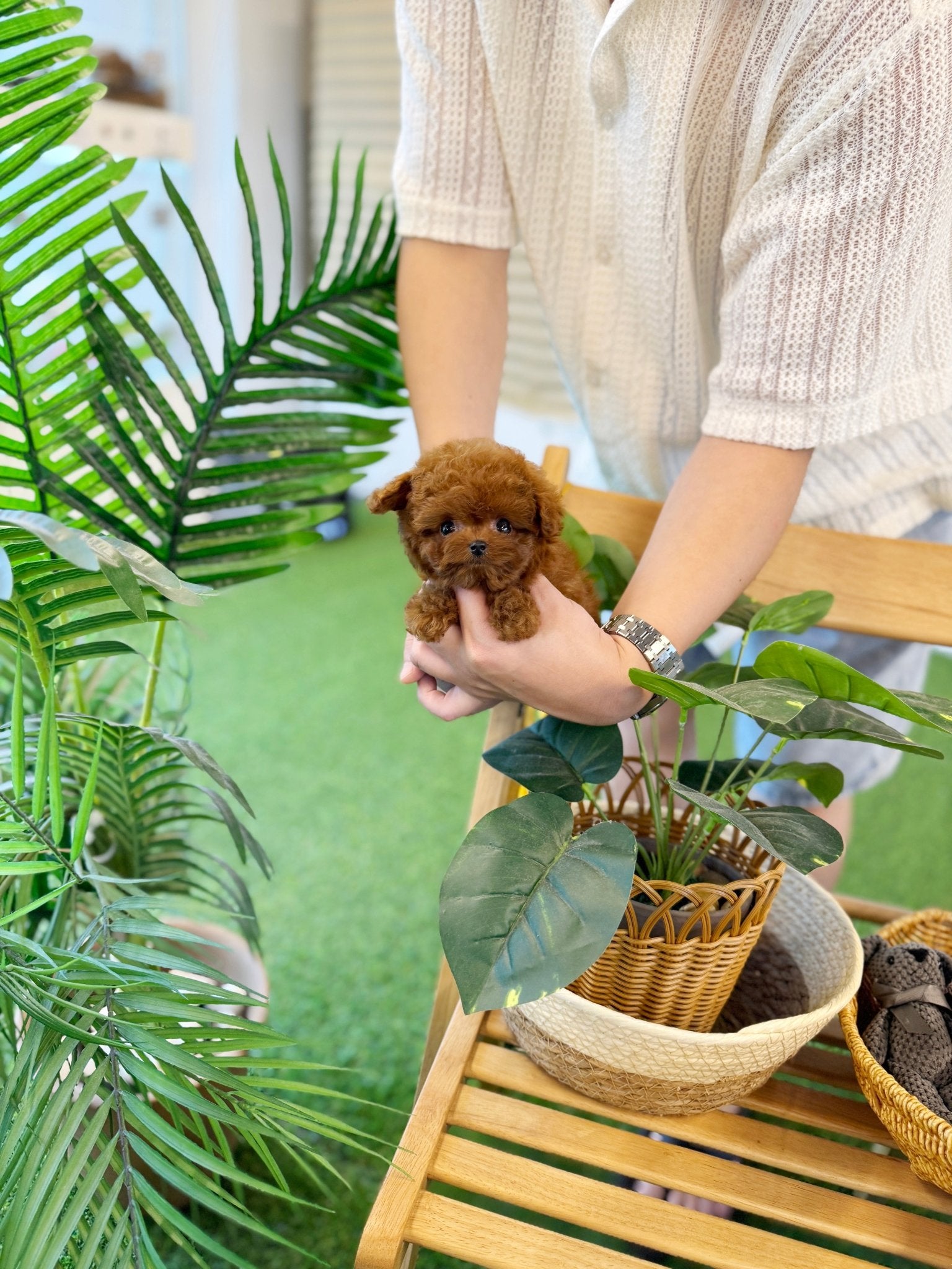 Poodle - Harley(Female) - Beautiful puppy teacup puppy with adorable features available for adoption from Velydog