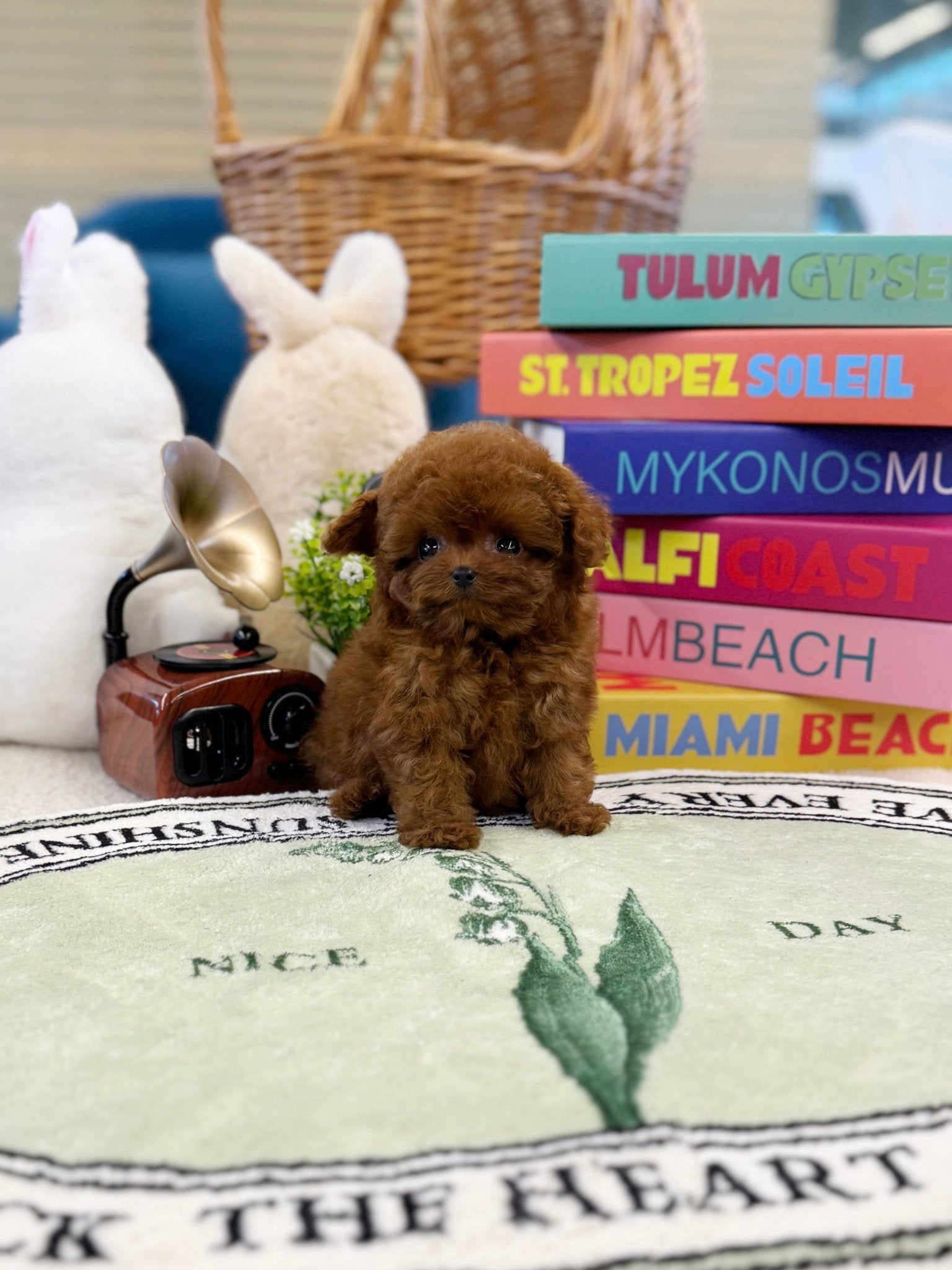 Adoption Teacup Poodle Dog For Sale Teacup Poodles For