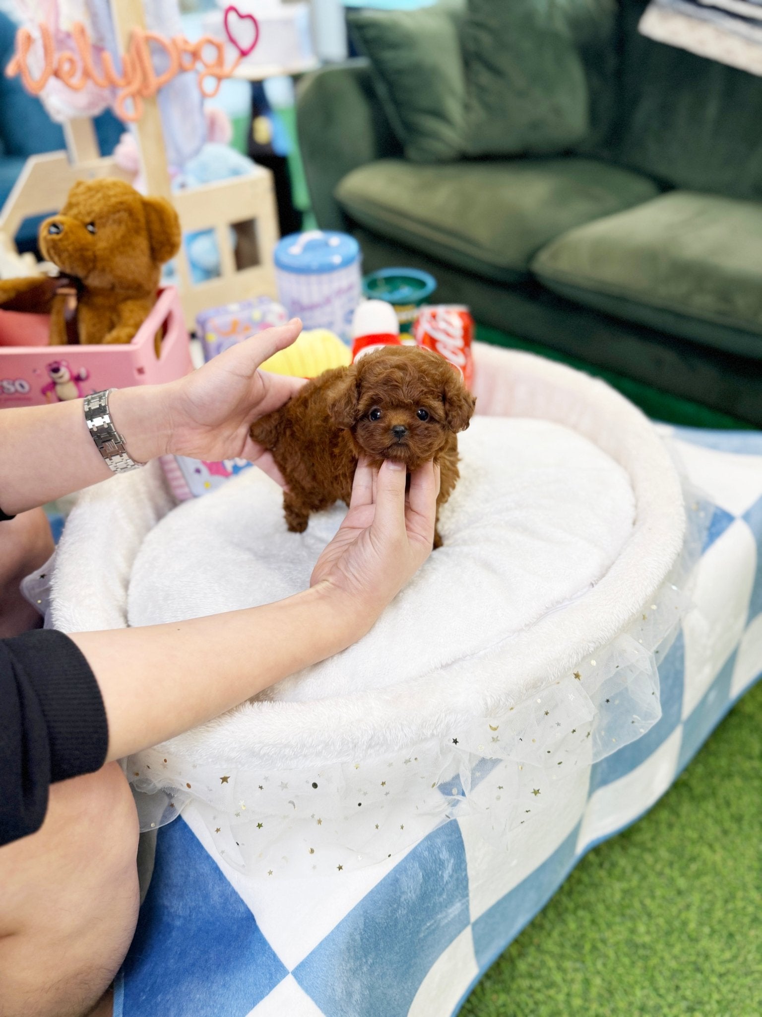 Poodle - Honey(Female) - Beautiful puppy teacup puppy with adorable features available for adoption from Velydog