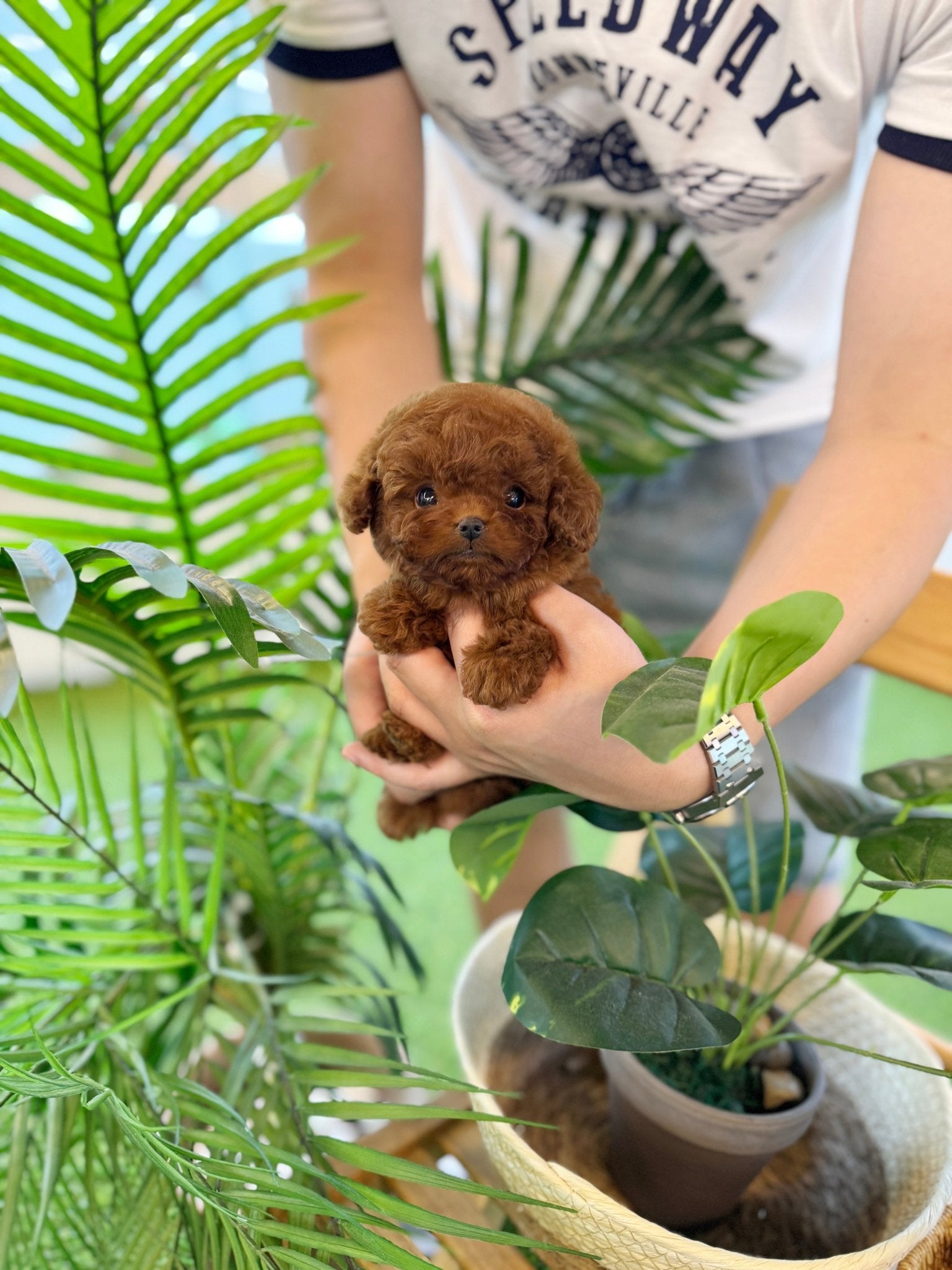 Poodle - Hoppy(Female) - Beautiful puppy teacup puppy with adorable features available for adoption from Velydog