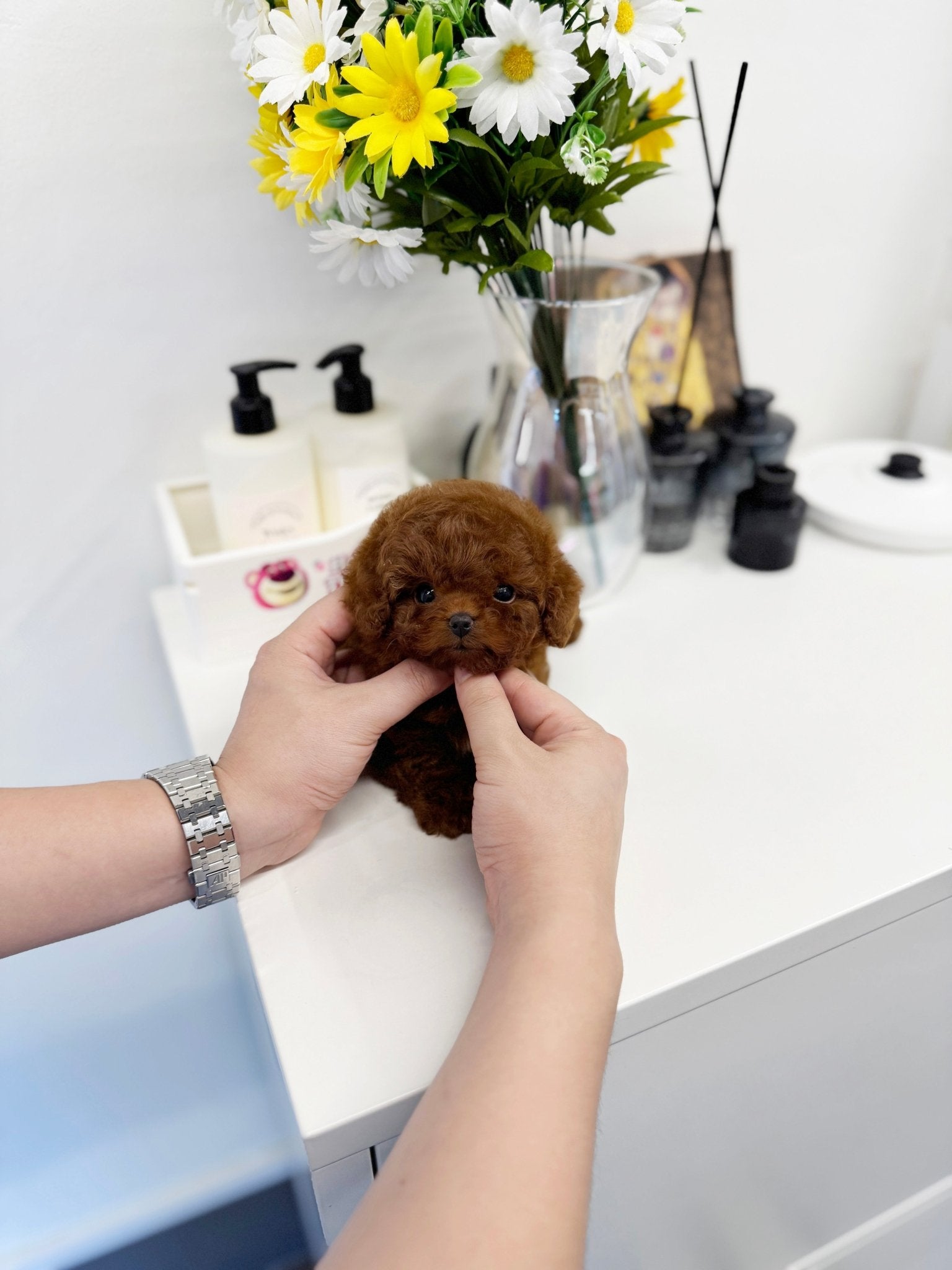 Poodle - Hoppy(Female) - Beautiful puppy teacup puppy with adorable features available for adoption from Velydog