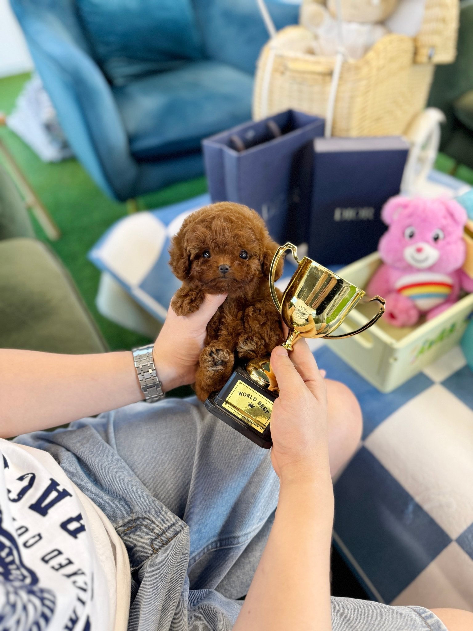 Poodle - Hoppy(Female) - Beautiful puppy teacup puppy with adorable features available for adoption from Velydog