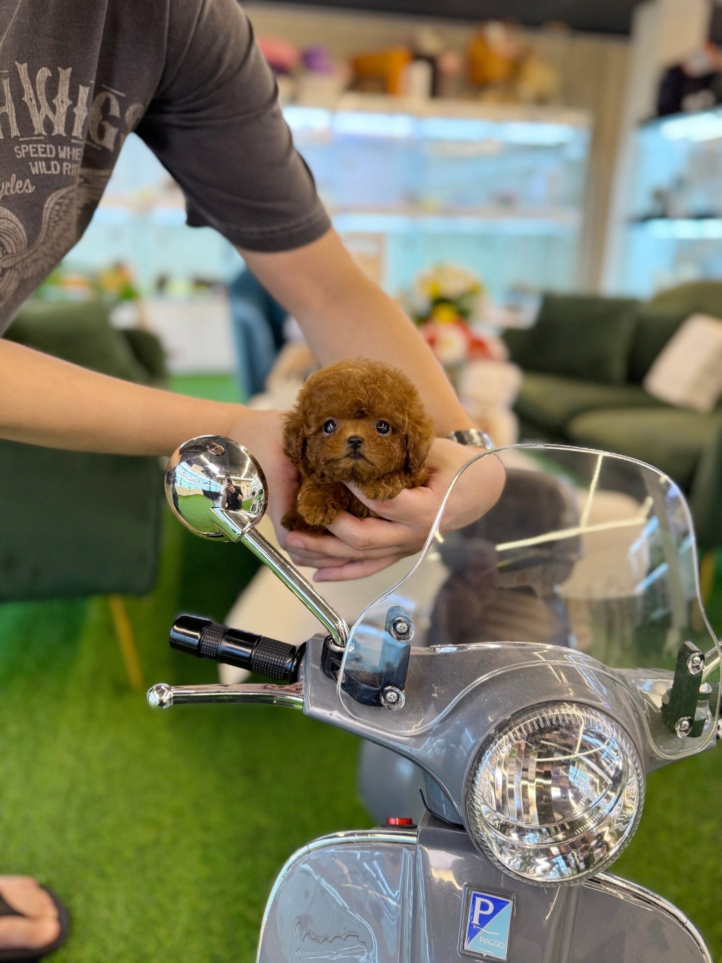 Poodle - Janie(Female) - Beautiful puppy teacup puppy with adorable features available for adoption from Velydog