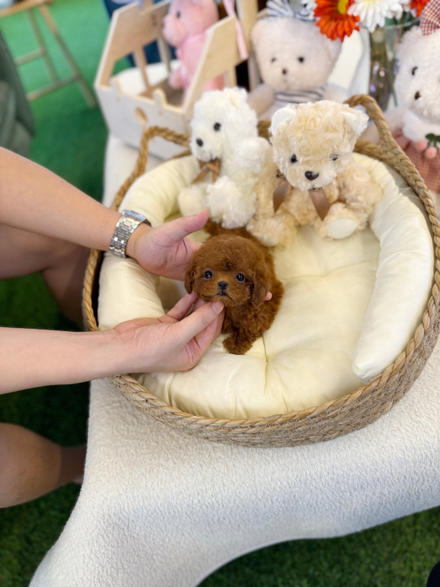 Poodle - Janie(Female) - Beautiful puppy teacup puppy with adorable features available for adoption from Velydog