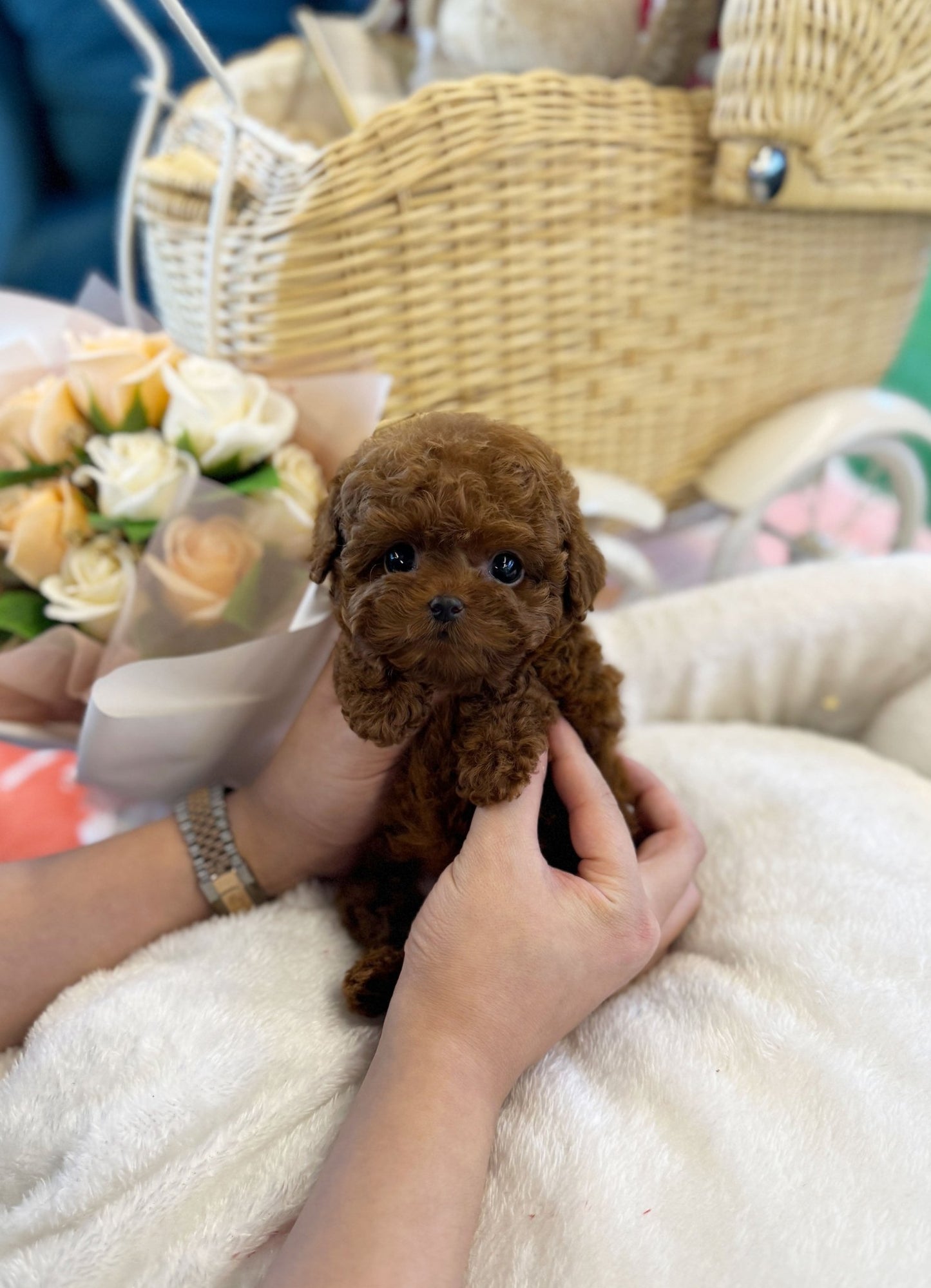 Poodle - Java(Male) - Beautiful puppy teacup puppy with adorable features available for adoption from Velydog